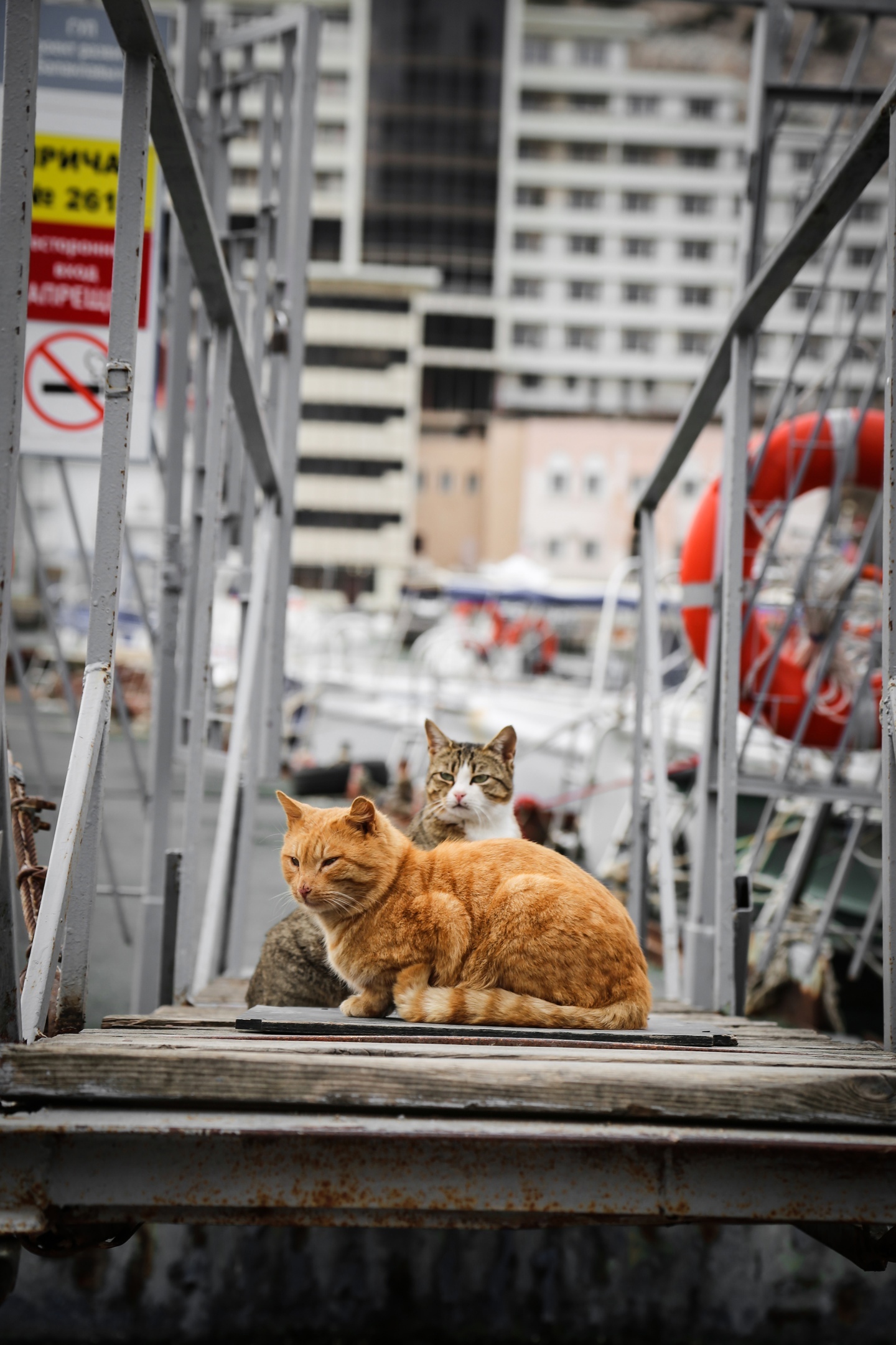 Crimean cats are love - My, cat, Animals, The photo, Crimea, Longpost