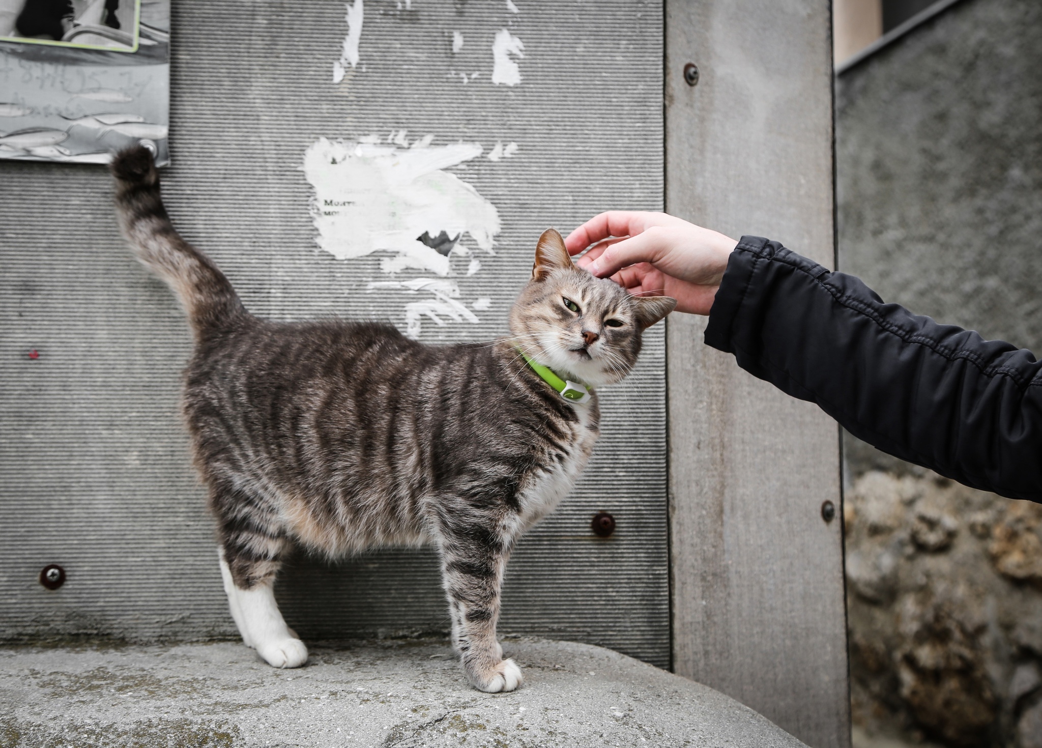 Crimean cats are love - My, cat, Animals, The photo, Crimea, Longpost