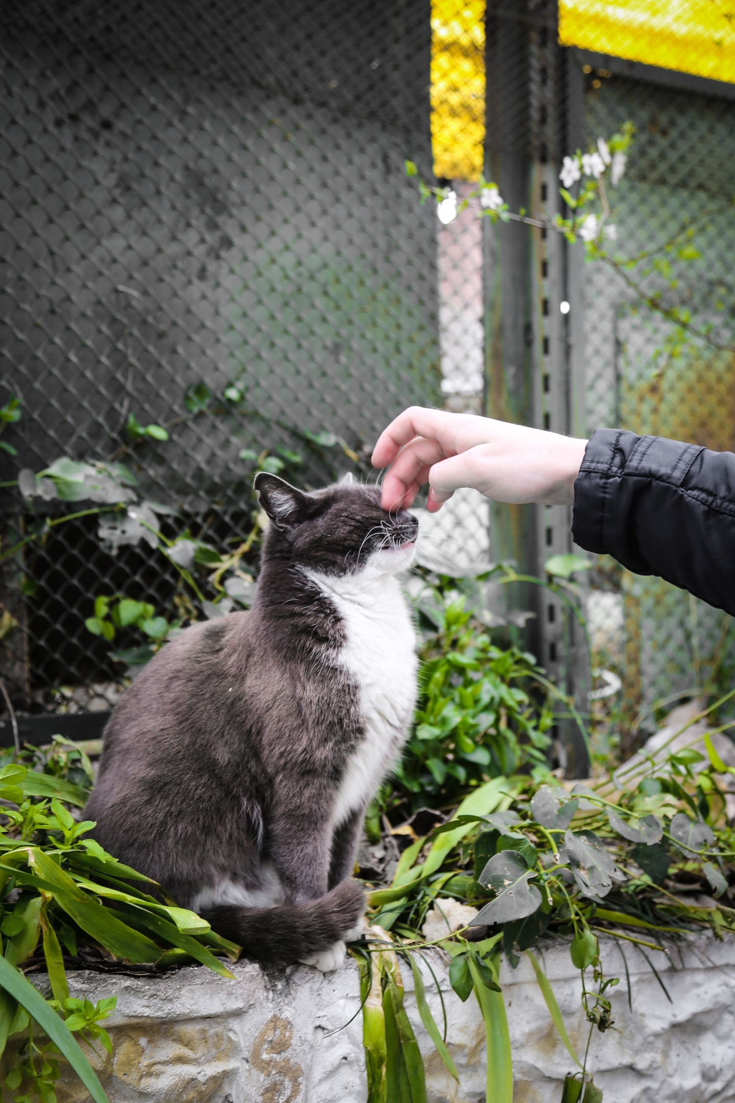 Crimean cats are love - My, cat, Animals, The photo, Crimea, Longpost