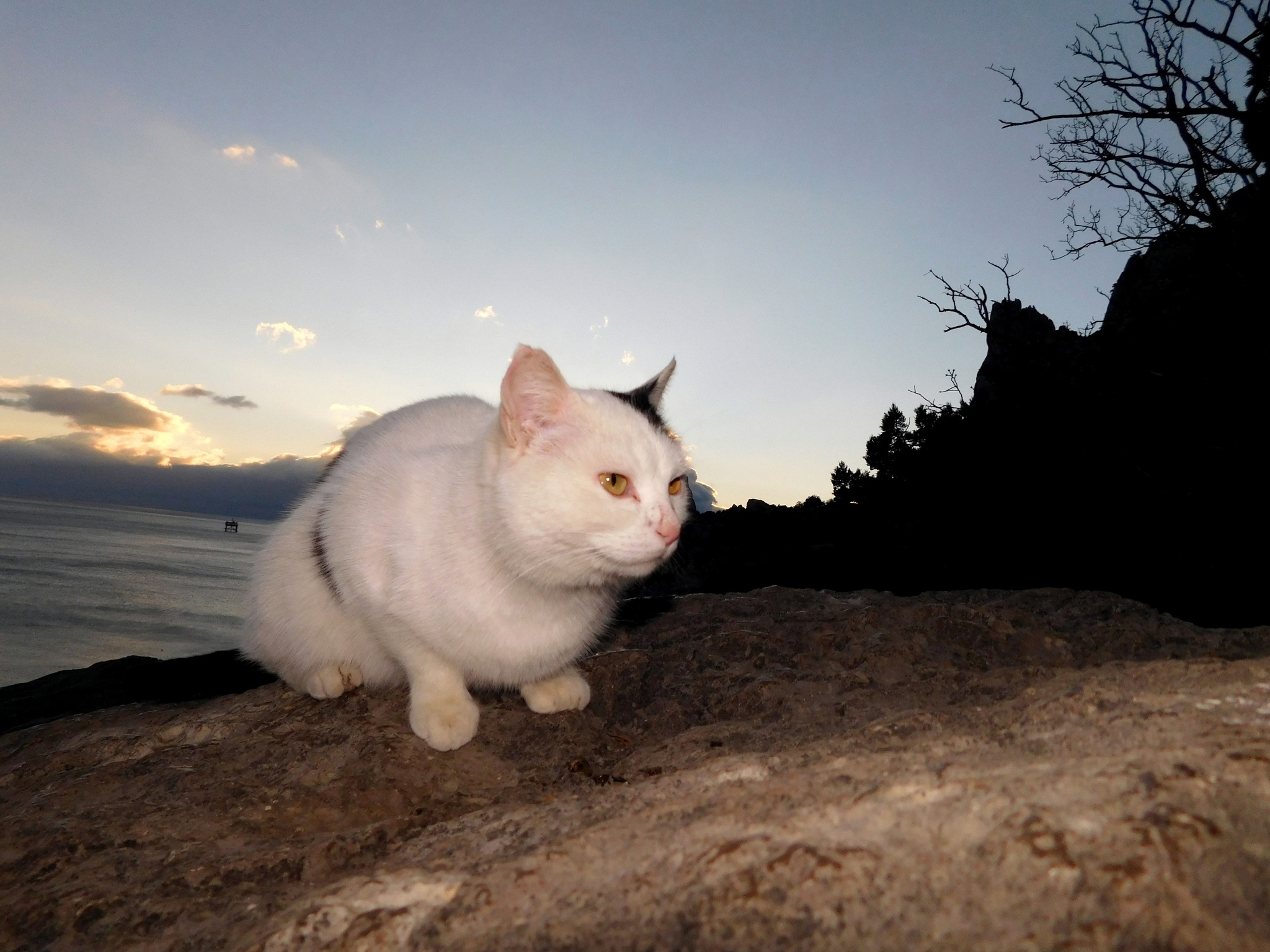 Seals - cat, Sea, The photo, Longpost