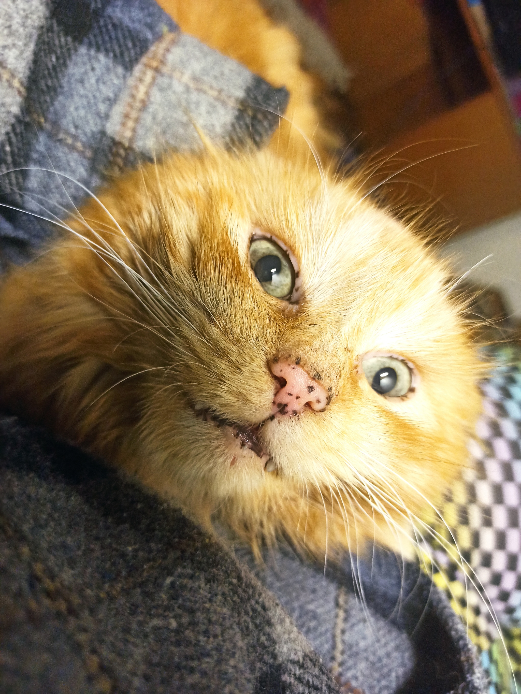 Red, red, freckled - My, cat, Pets, Animals, The photo