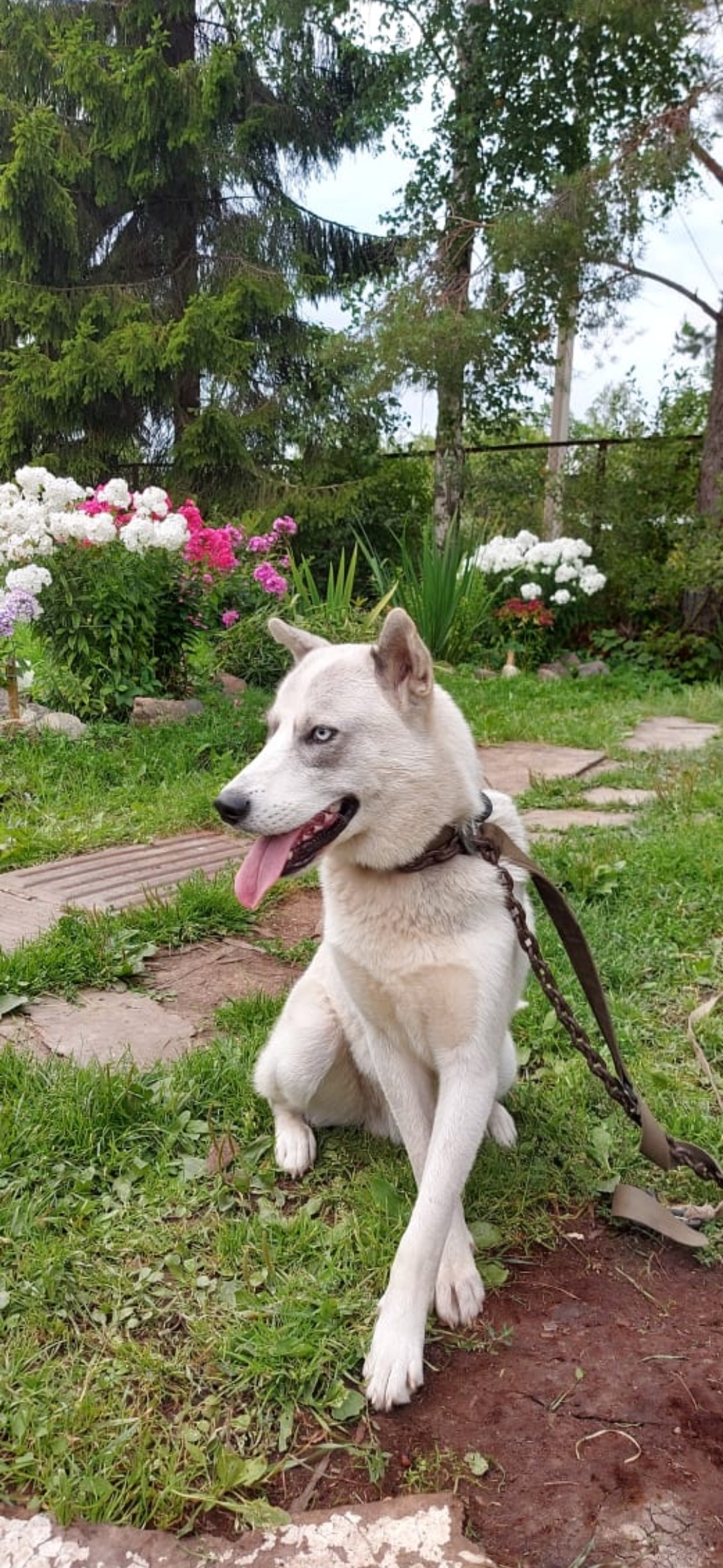 A DOG IS LOOKING FOR AN OWNER - My, In good hands, Dog, Saint Petersburg, Is free, Leningrad region, Husky, Longpost, No rating