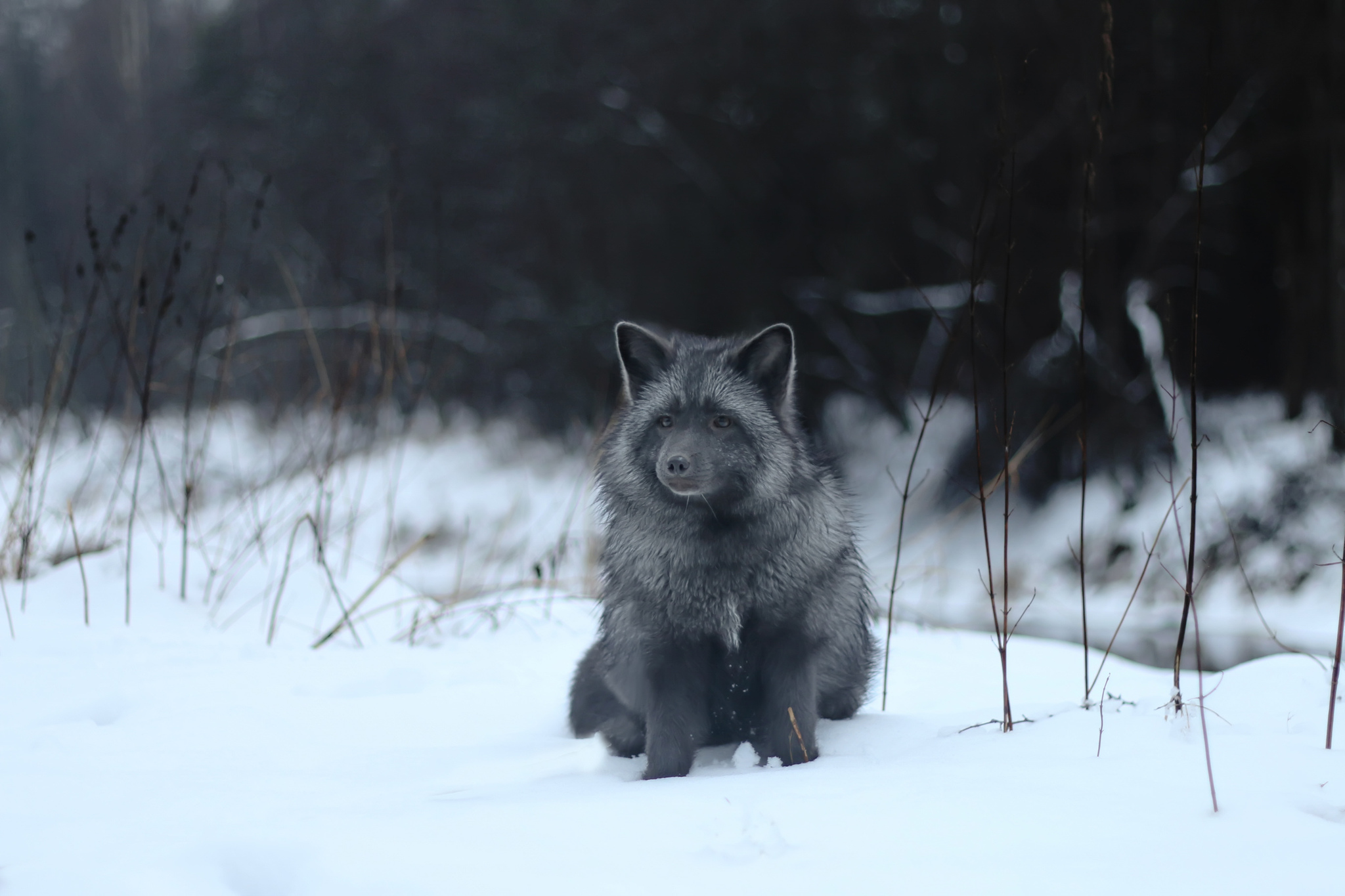 Original St. Petersburg fox - My, Domestic fox, Fox, Saint Petersburg, Winter, Longpost, The photo