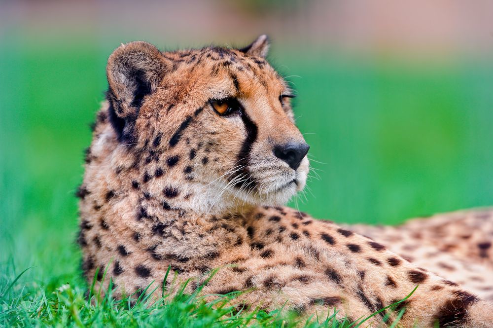 Cheetah - Cheetah, Small cats, Animals, Zoo, Longpost, The photo