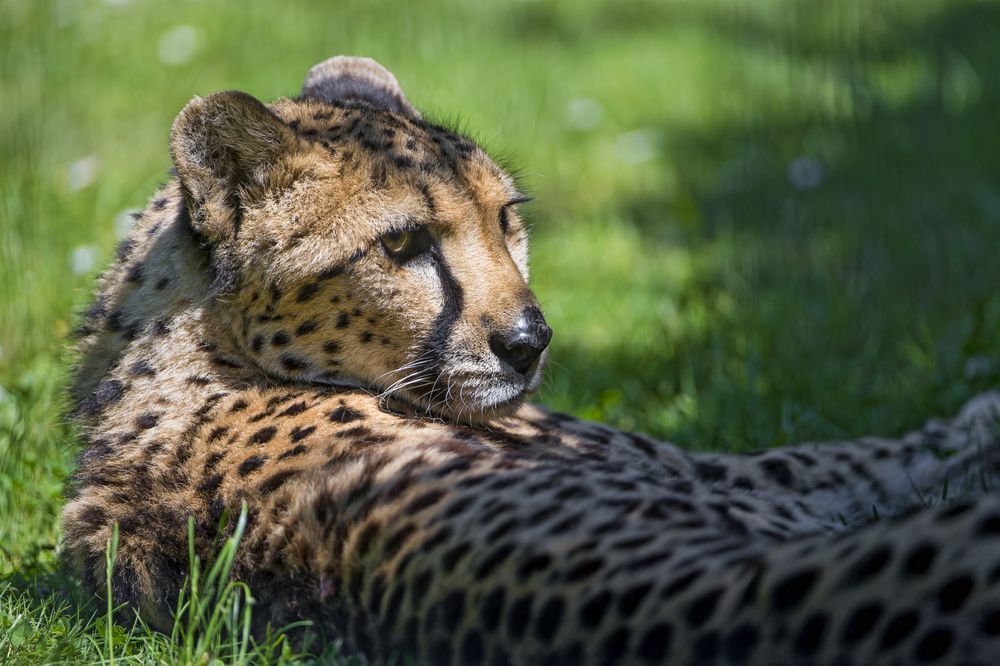 Cheetah - Cheetah, Small cats, Animals, Zoo, Longpost, The photo