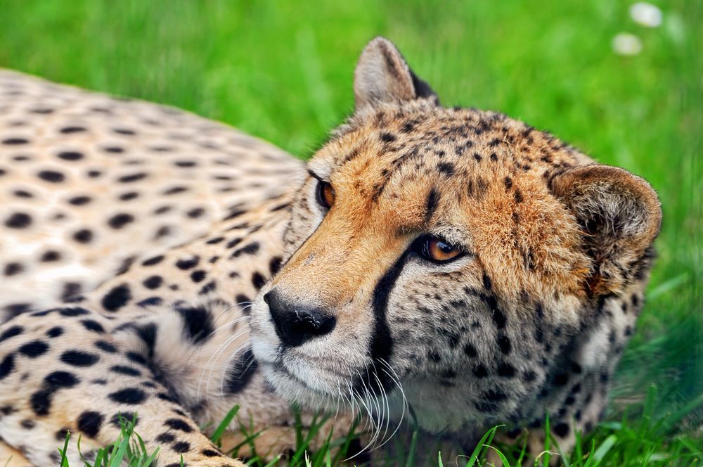 Cheetah - Cheetah, Small cats, Animals, Zoo, Longpost, The photo