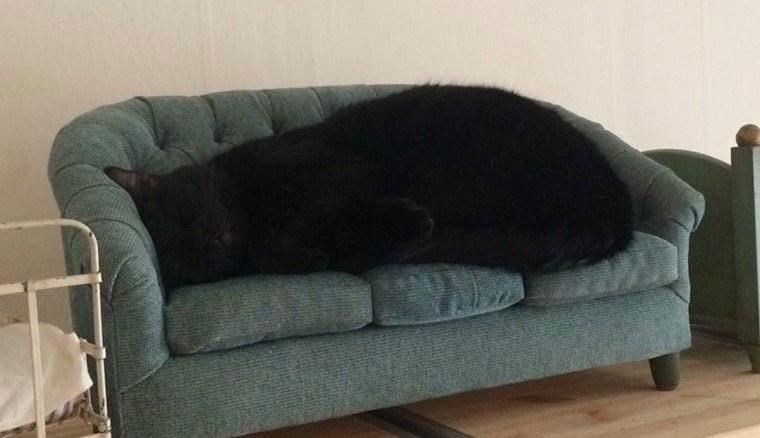 Very big cat - cat, Sofa