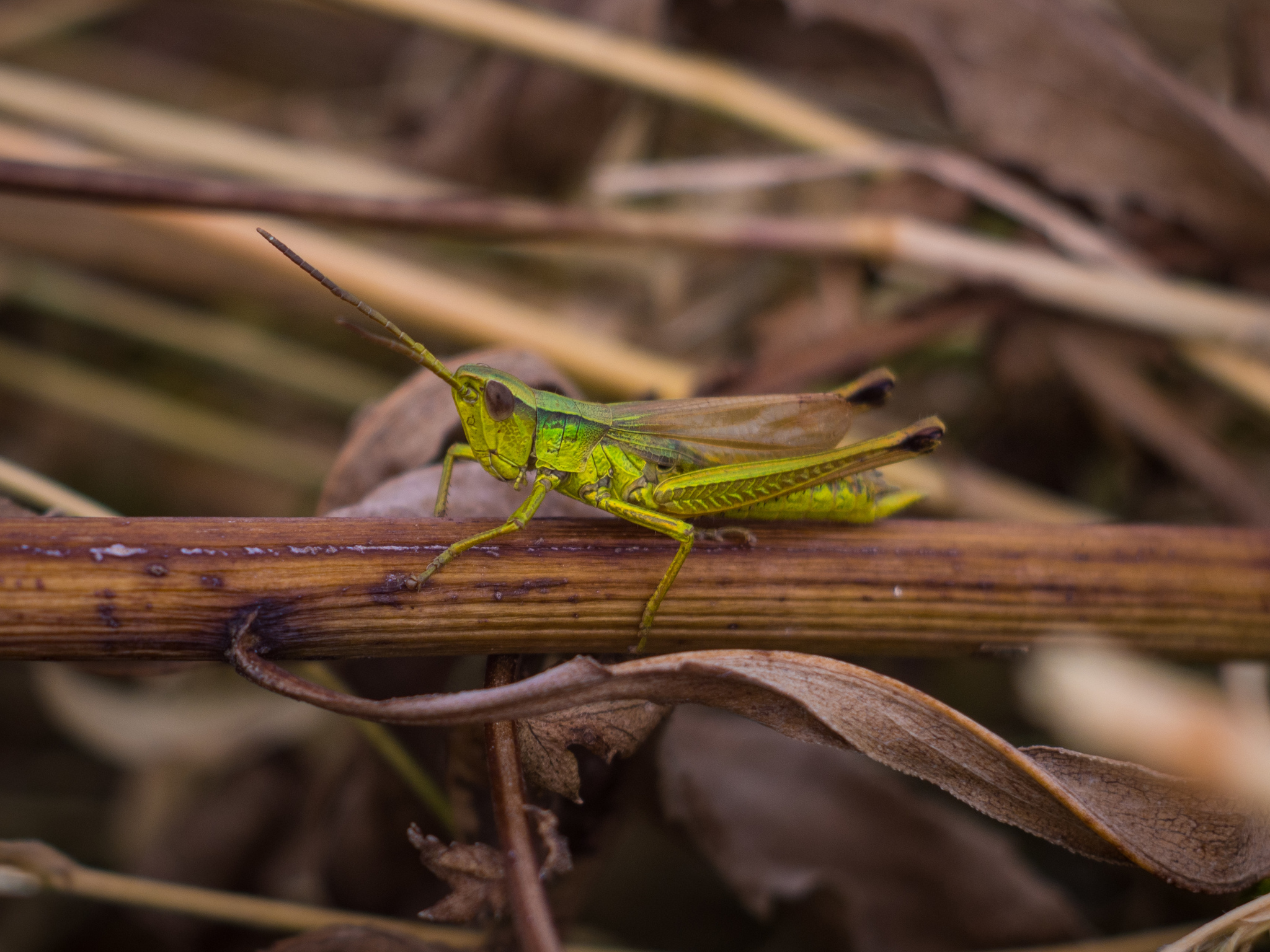 There was a grasshopper sitting in the grass...) I think everyone remembers this song, but here is the hero “Just like a cucumber” - My, Grasshopper, Insects, Macro photography, The photo, Photographer, Olympus, Olympus OMD em-10 Mark II