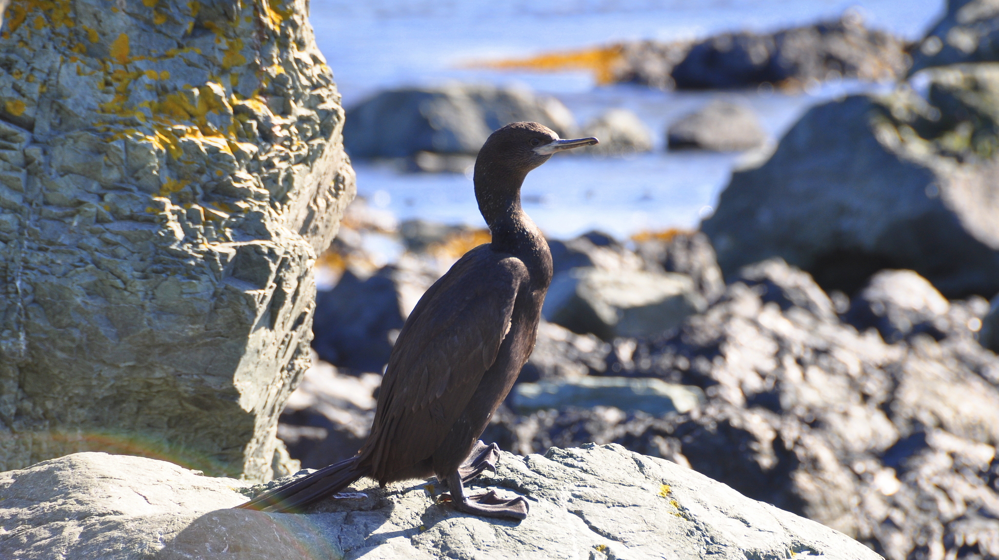 Just birds. Kamchatka - My, Birds, Kamchatka, Summer