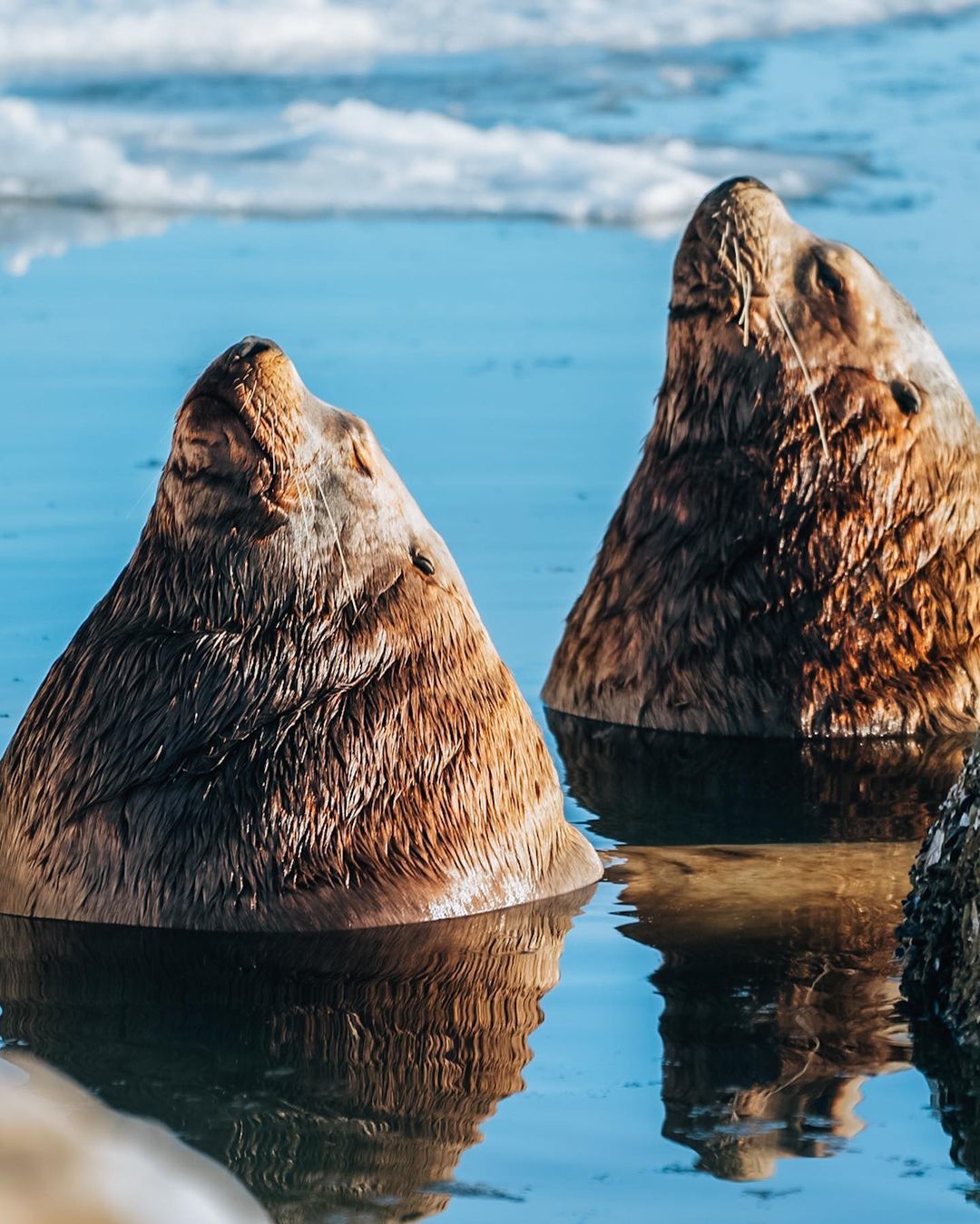 Kamchatka truffles - Sea lion, Kamchatka, Petropavlovsk-Kamchatsky, It seemed, The nature of Russia, Travel across Russia, The photo, In the animal world, Longpost