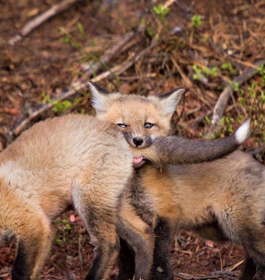 Fox bite! Not for the faint of heart! - Fox, Milota, Kus, Longpost, Fox cubs, Tail