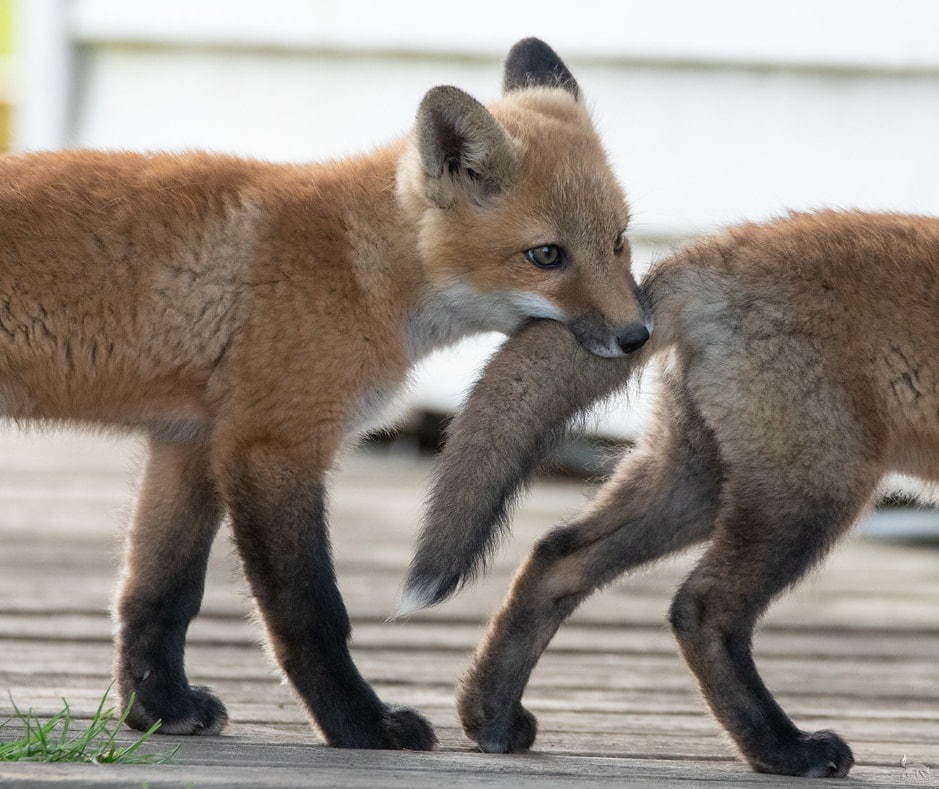 Fox bite! Not for the faint of heart! - Fox, Milota, Kus, Longpost, Fox cubs, Tail