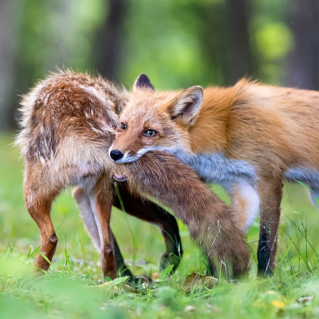 Fox bite! Not for the faint of heart! - Fox, Milota, Kus, Longpost, Fox cubs, Tail