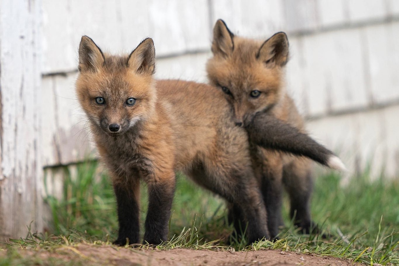 Fox bite! Not for the faint of heart! - Fox, Milota, Kus, Longpost, Fox cubs, Tail