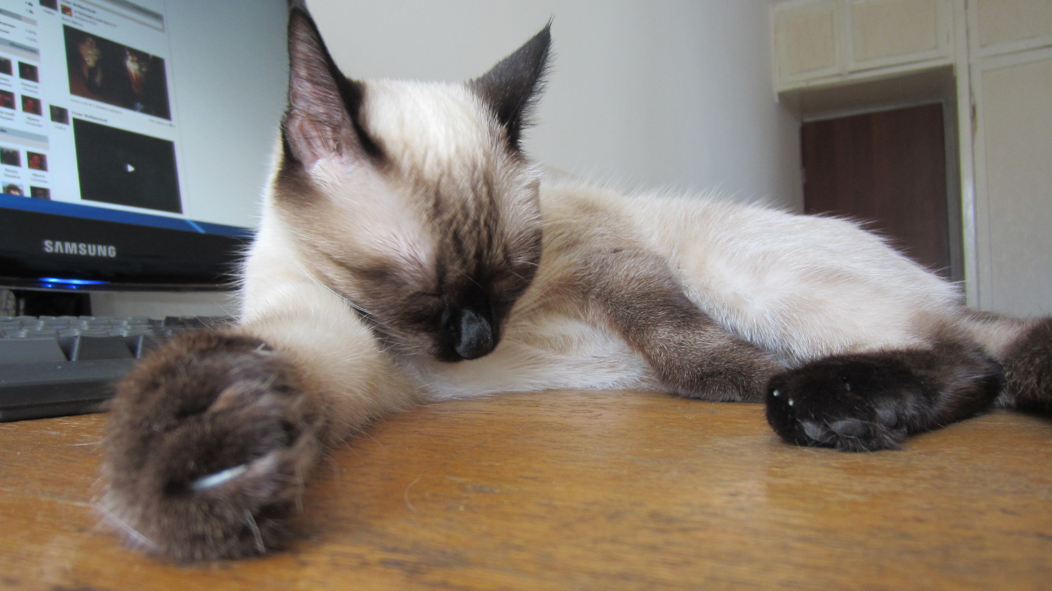 Fakushka - My, cat, Siamese cat, Dream