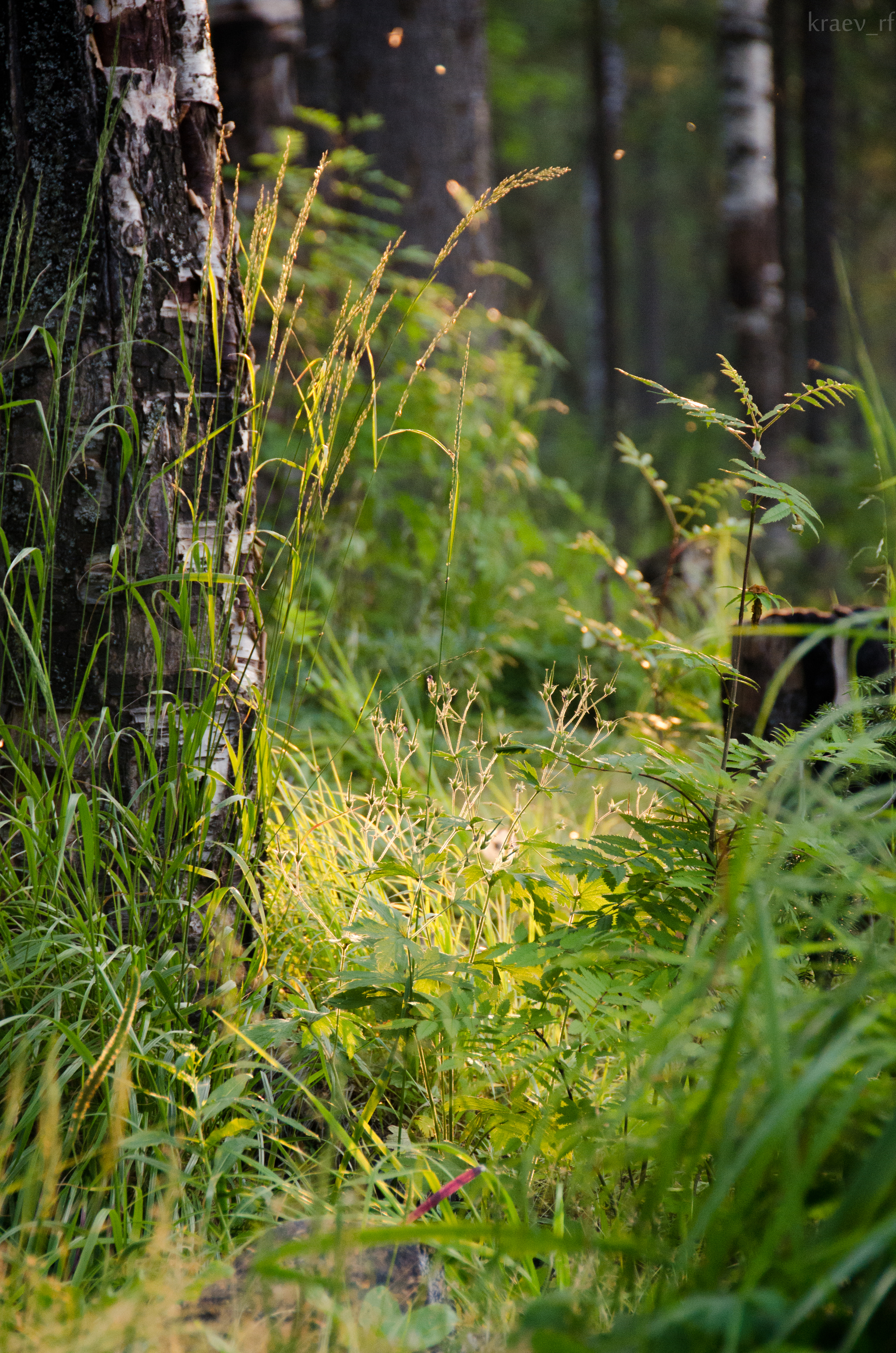 Reply to the post “Summer in the Southern Urals”. The Urals are really a little Northern - My, Nature, Ural mountains, Summer, Russia, Longpost, The photo