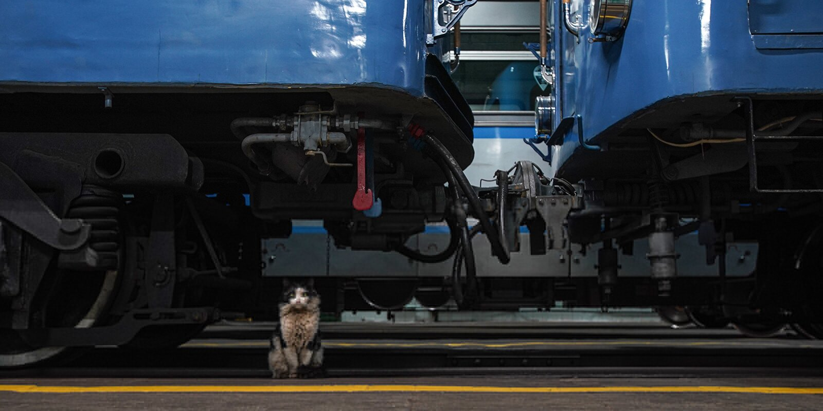 Stalin's Cats and night excursions in the metro - Metro, Moscow Metro, Excursion, cat, Video, Longpost