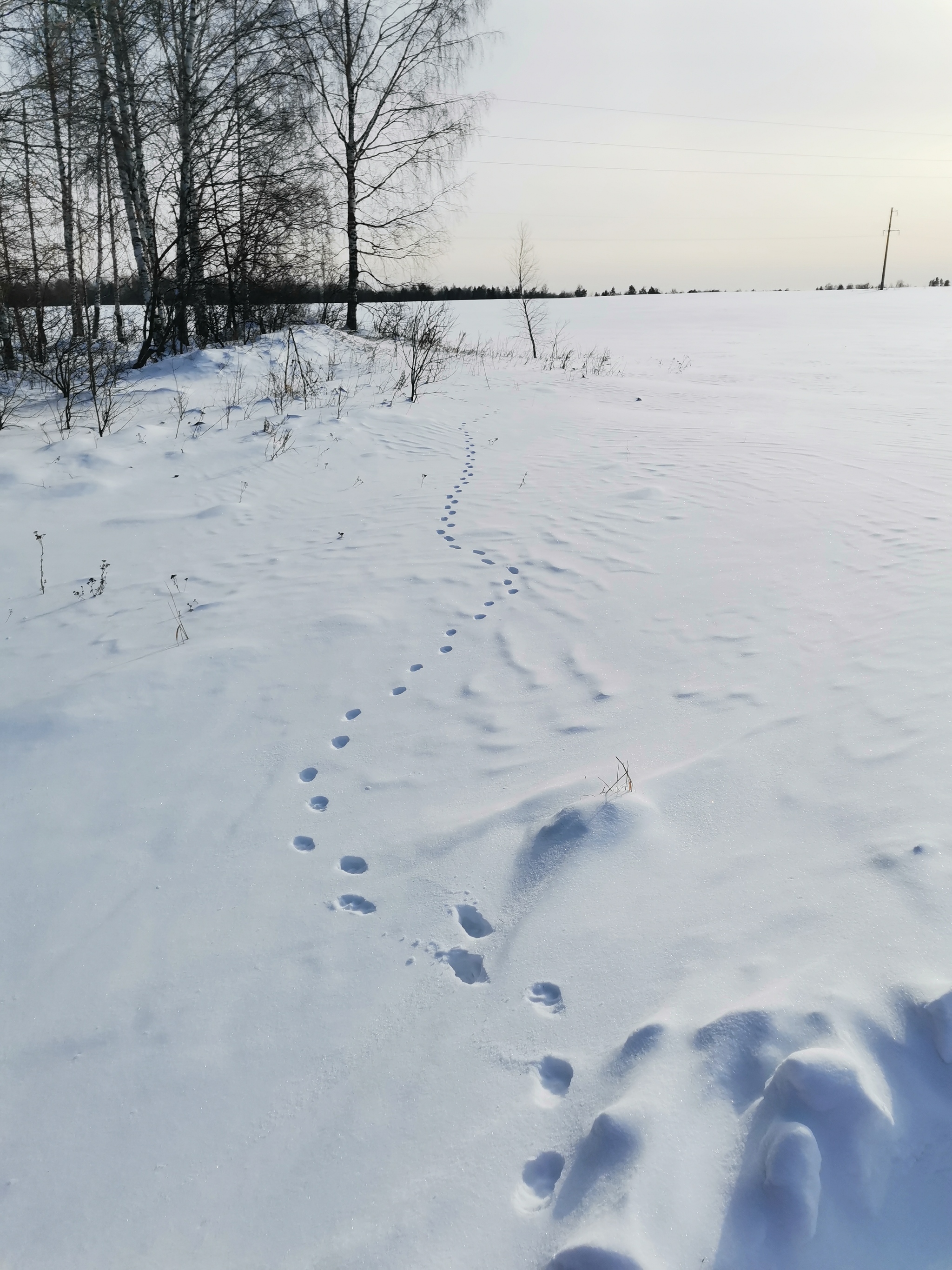 D. Kargachi, Omsk region - My, Omsk region, Omsk, Container, Longpost