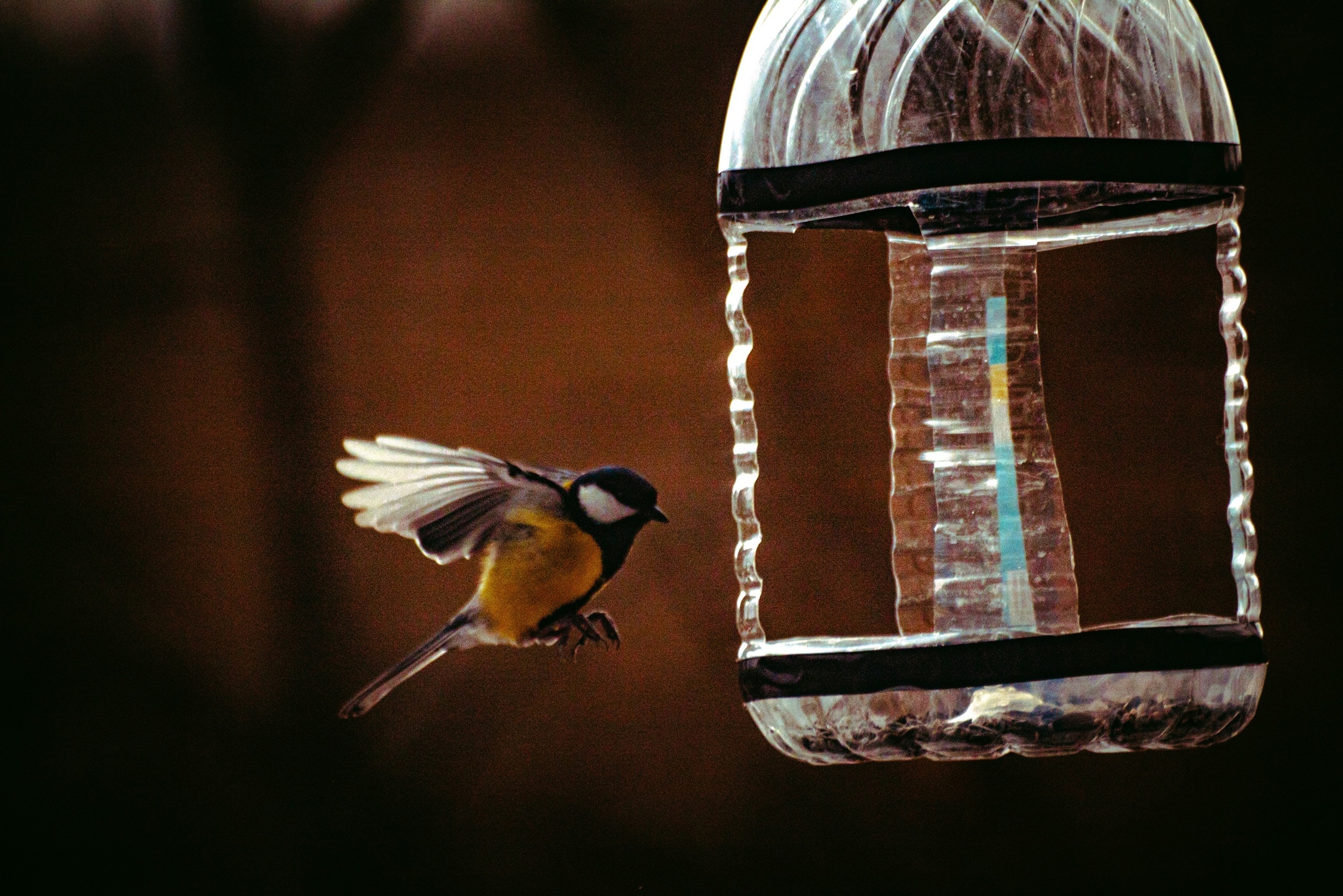 Canon 1300d sigma 70-300 - My, Canon, Canon 1300d, Birds, Trough, Sigma 70-300, Новичок, The photo