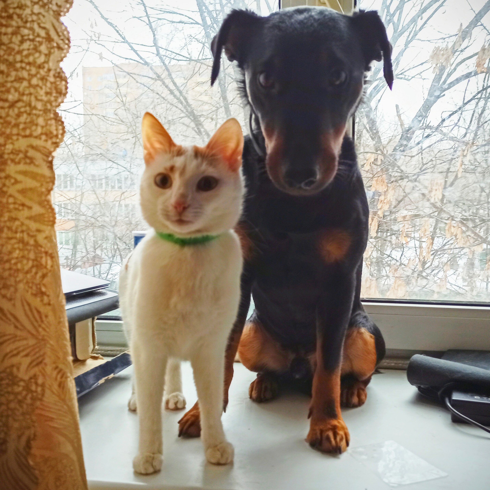 My furry pride ^.^ - My, Cats and dogs together, Tricolor cat, Animals, Eyes, Beginning photographer, Longpost, cat, Dog