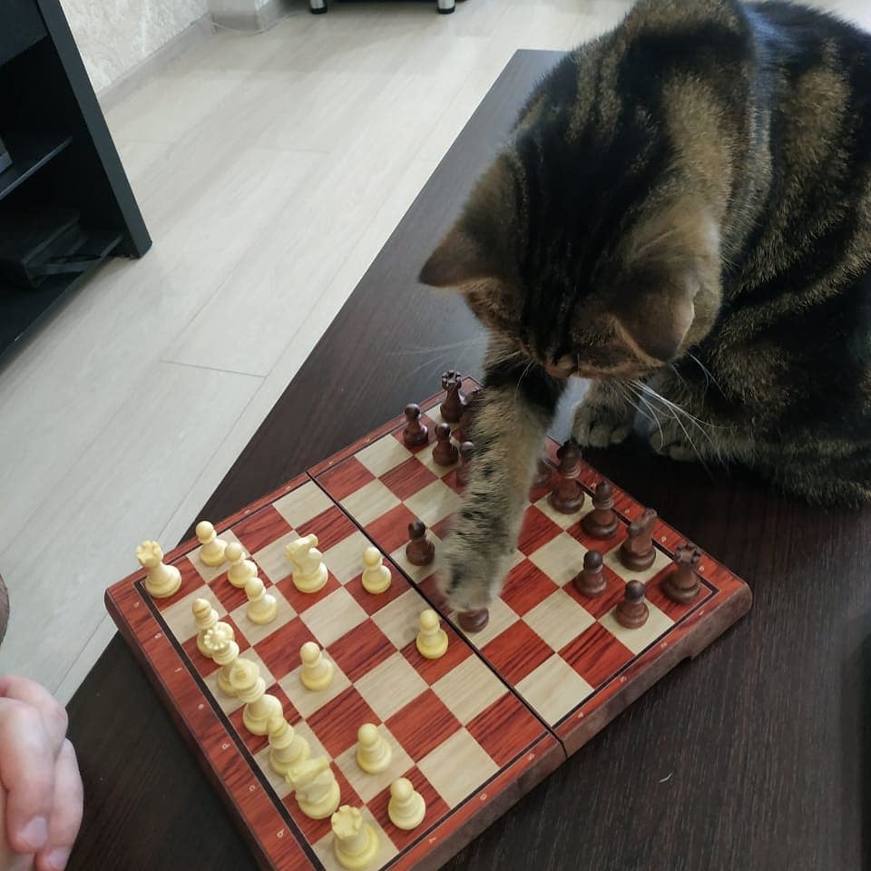 Queen's Gambit - My, cat, Pets