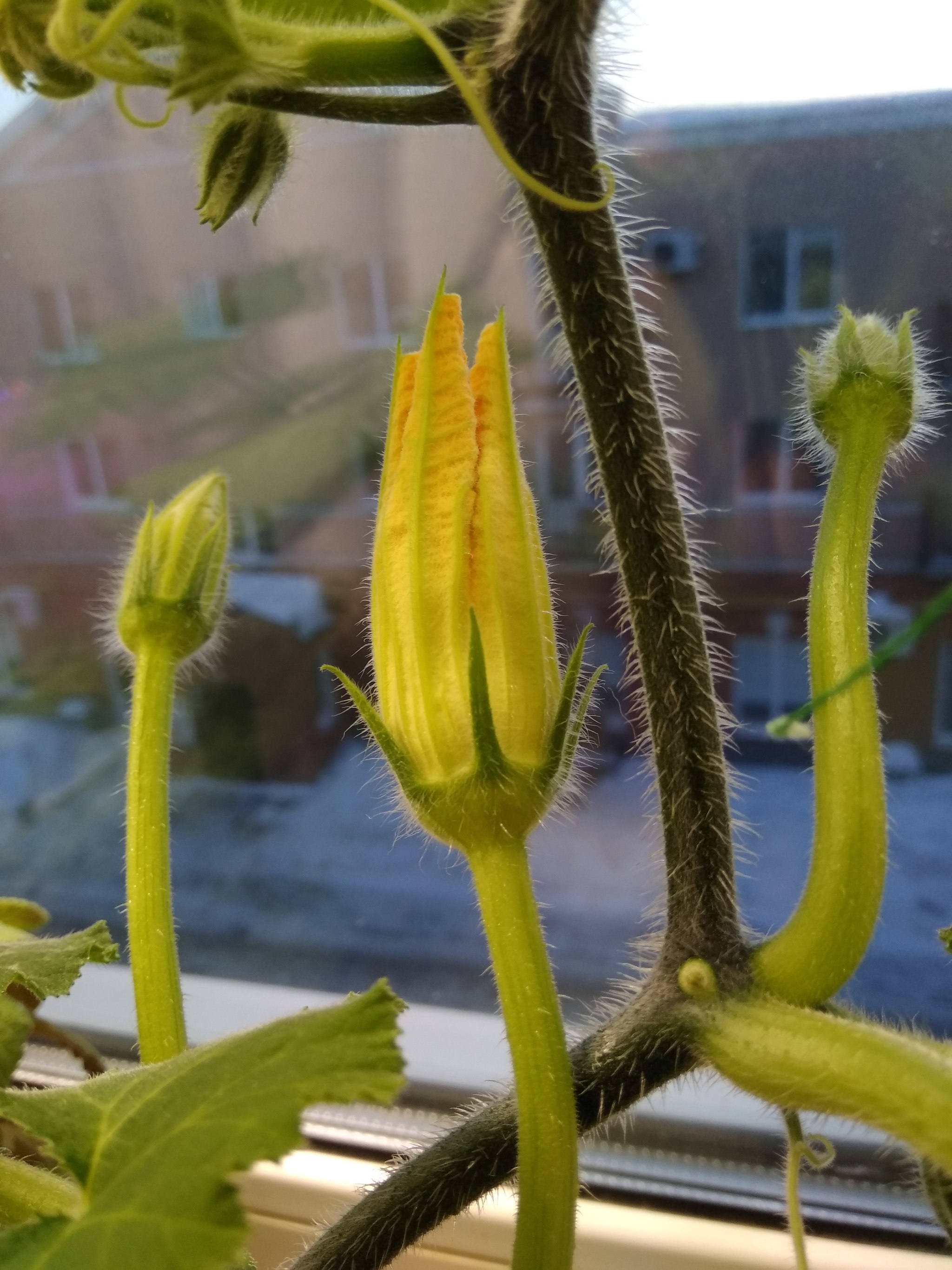 Pumpkin flowers, from the windowsill to the frying pan - My, Pumpkin, Flowers, Snack, Gardening, Longpost, Food