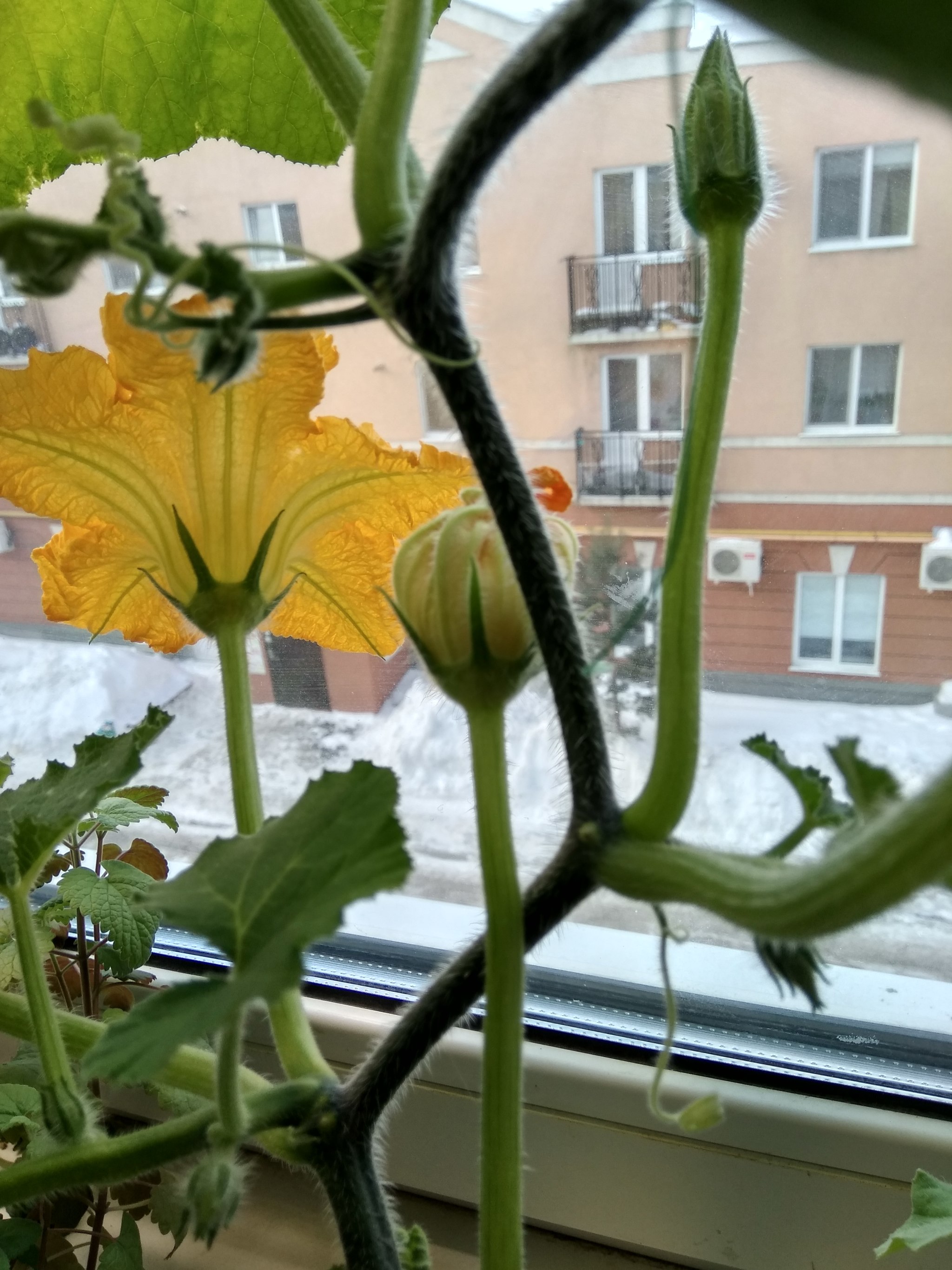 Pumpkin flowers, from the windowsill to the frying pan - My, Pumpkin, Flowers, Snack, Gardening, Longpost, Food