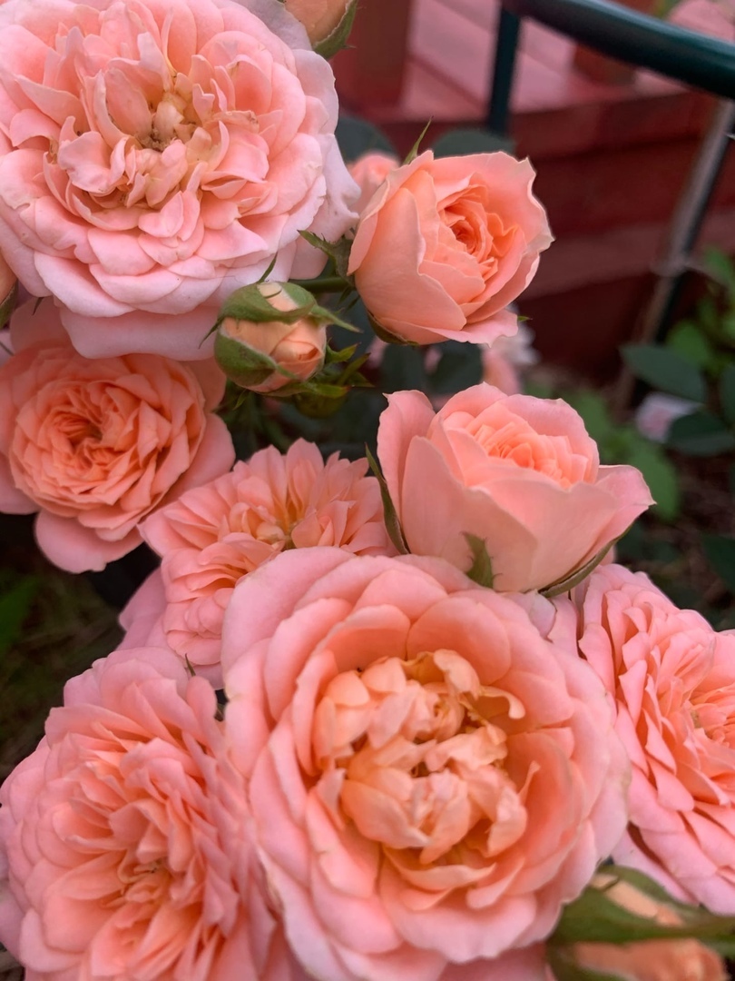 Let's remember Summer - let's remember | RosesSeason 2020 - the Rose, Gardening, Garden, Dacha, Gardener, Longpost