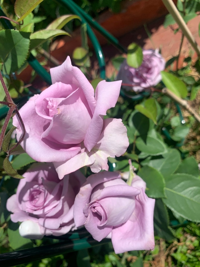 Let's remember Summer - let's remember | RosesSeason 2020 - the Rose, Gardening, Garden, Dacha, Gardener, Longpost