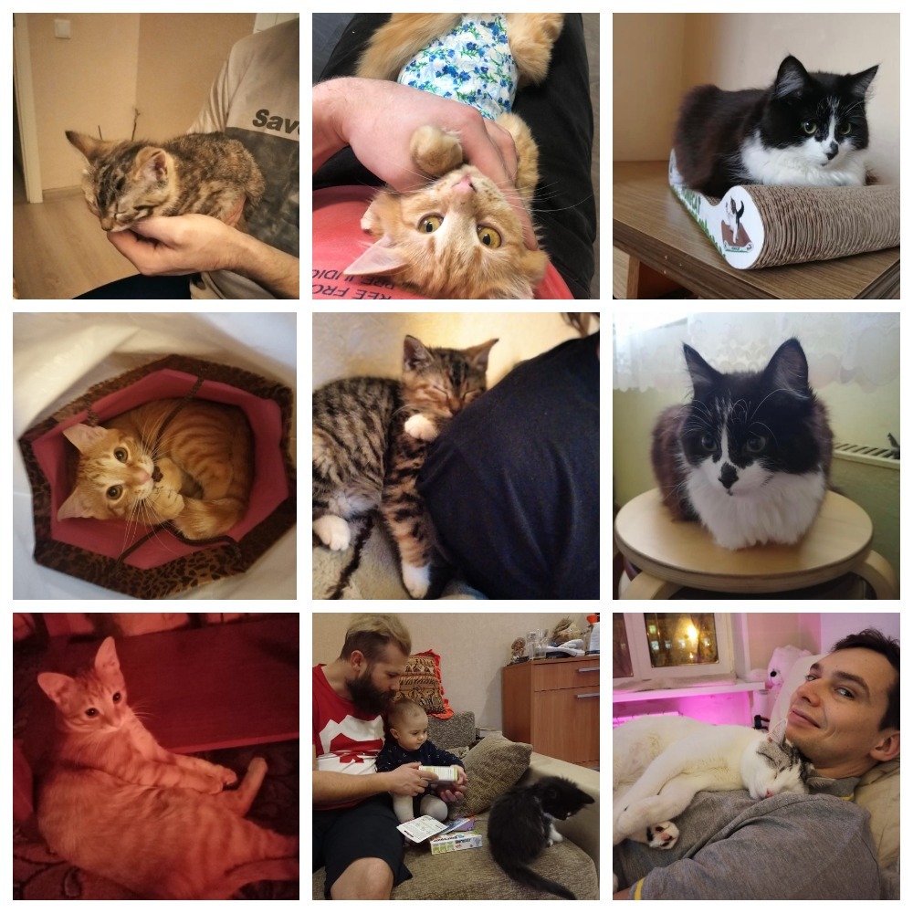 Thank you very much, Kotomafia! 95 animals found a home - My, cat, Animal Rescue, Longpost, In good hands