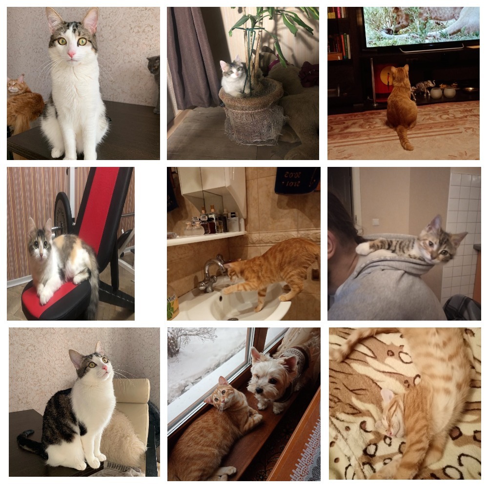 Thank you very much, Kotomafia! 95 animals found a home - My, cat, Animal Rescue, Longpost, In good hands