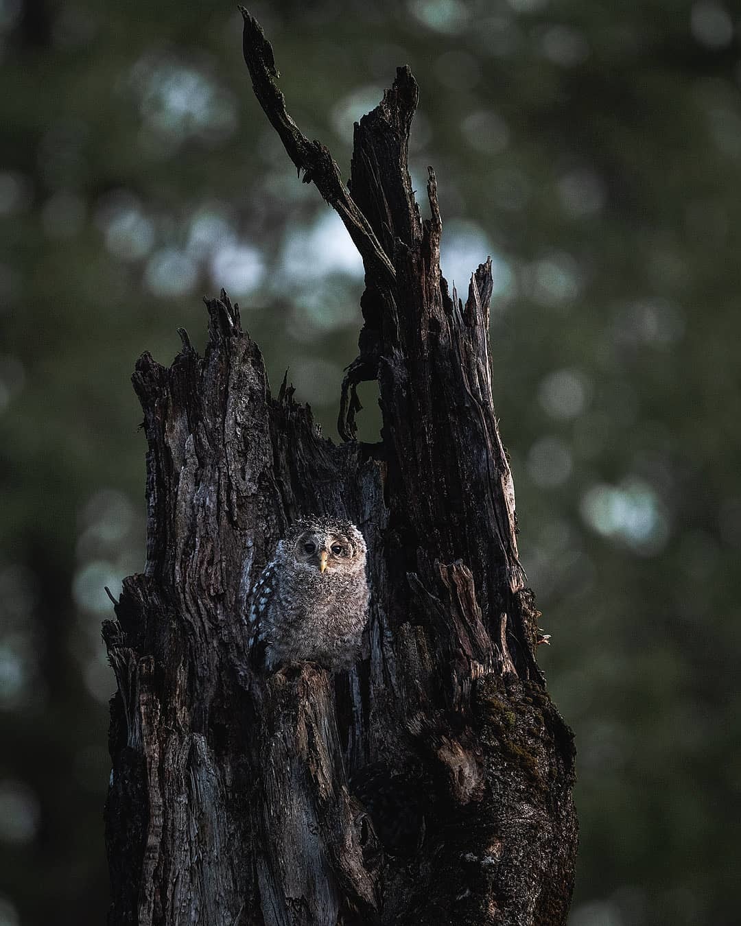 Owl Photography - Andreas Danielsson - Animals, The photo, Longpost, Owl, Polar owl, Little owl, Hawk owl