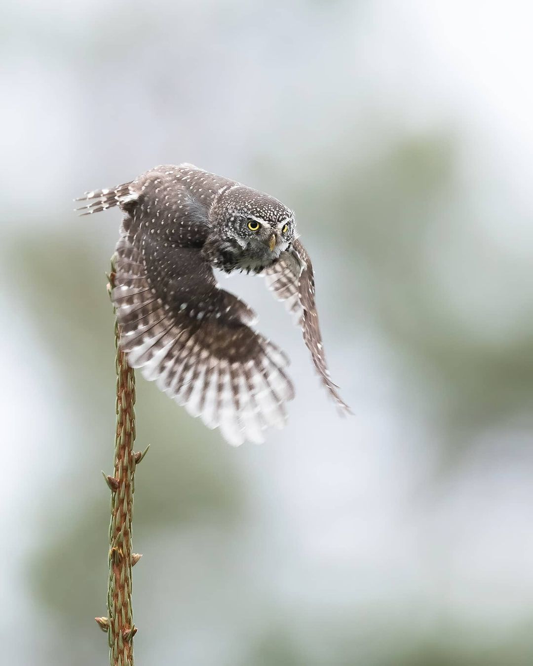 Owl Photography - Andreas Danielsson - Animals, The photo, Longpost, Owl, Polar owl, Little owl, Hawk owl