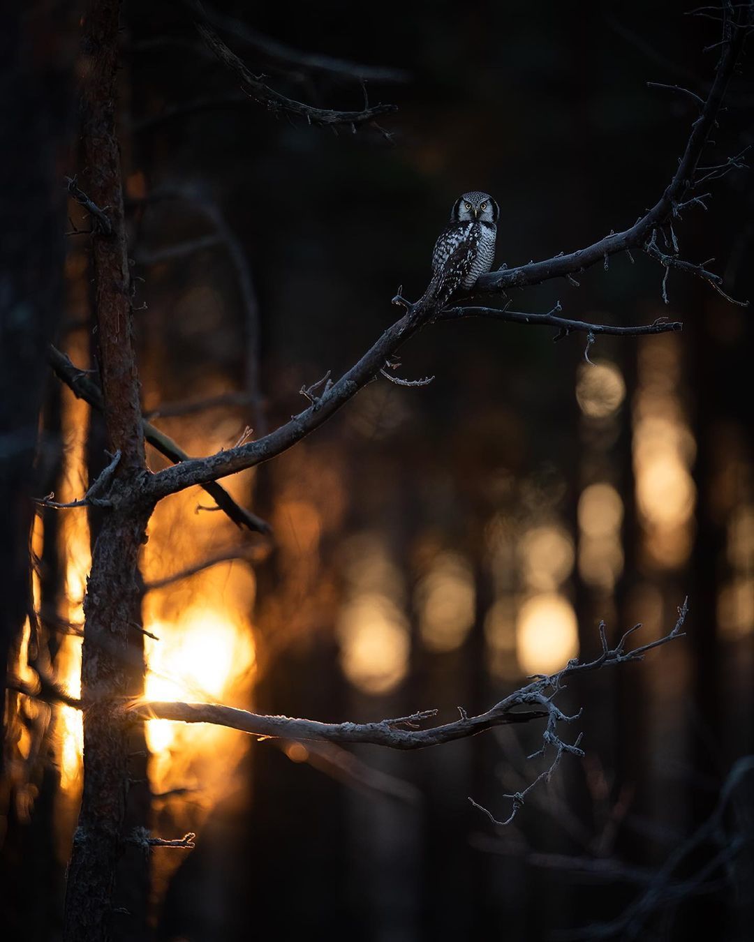 Owl Photography - Andreas Danielsson - Animals, The photo, Longpost, Owl, Polar owl, Little owl, Hawk owl