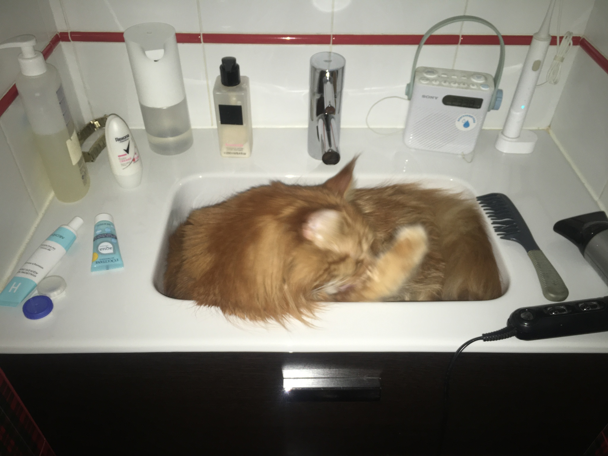 I need a bath, a cup of coffee - My, cat, Sink, Maine Coon, Redheads, The photo, Longpost