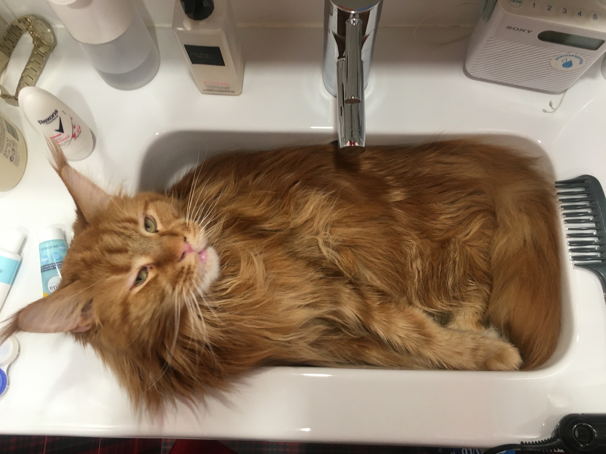 I need a bath, a cup of coffee - My, cat, Sink, Maine Coon, Redheads, The photo, Longpost