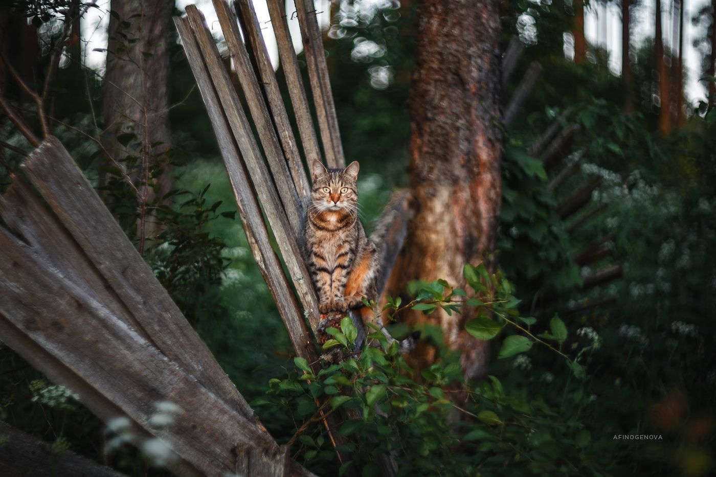 Cats and pastoral - cat, Village, Fuck aesthetics, The photo