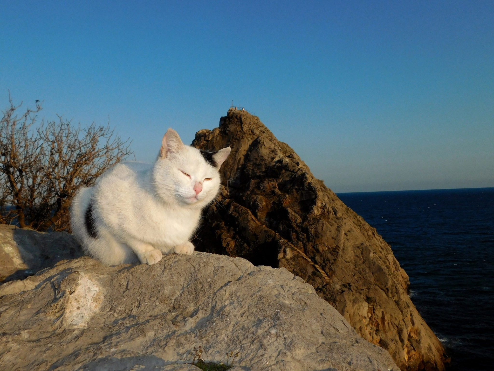 Seals - cat, Sea, The photo, Longpost