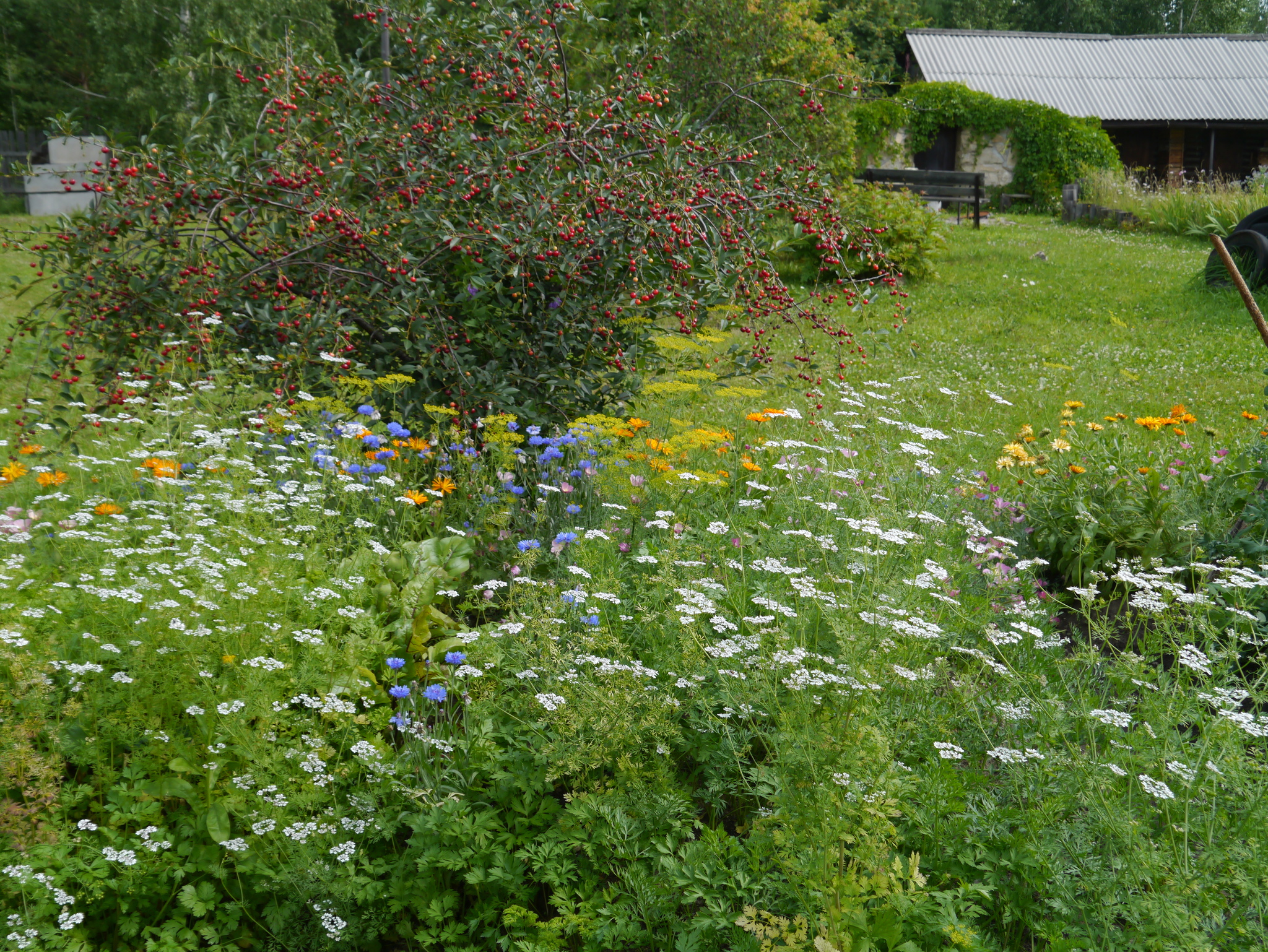 Garden aesthetics, part 2 - My, Ural, Dacha, Garden, Longpost