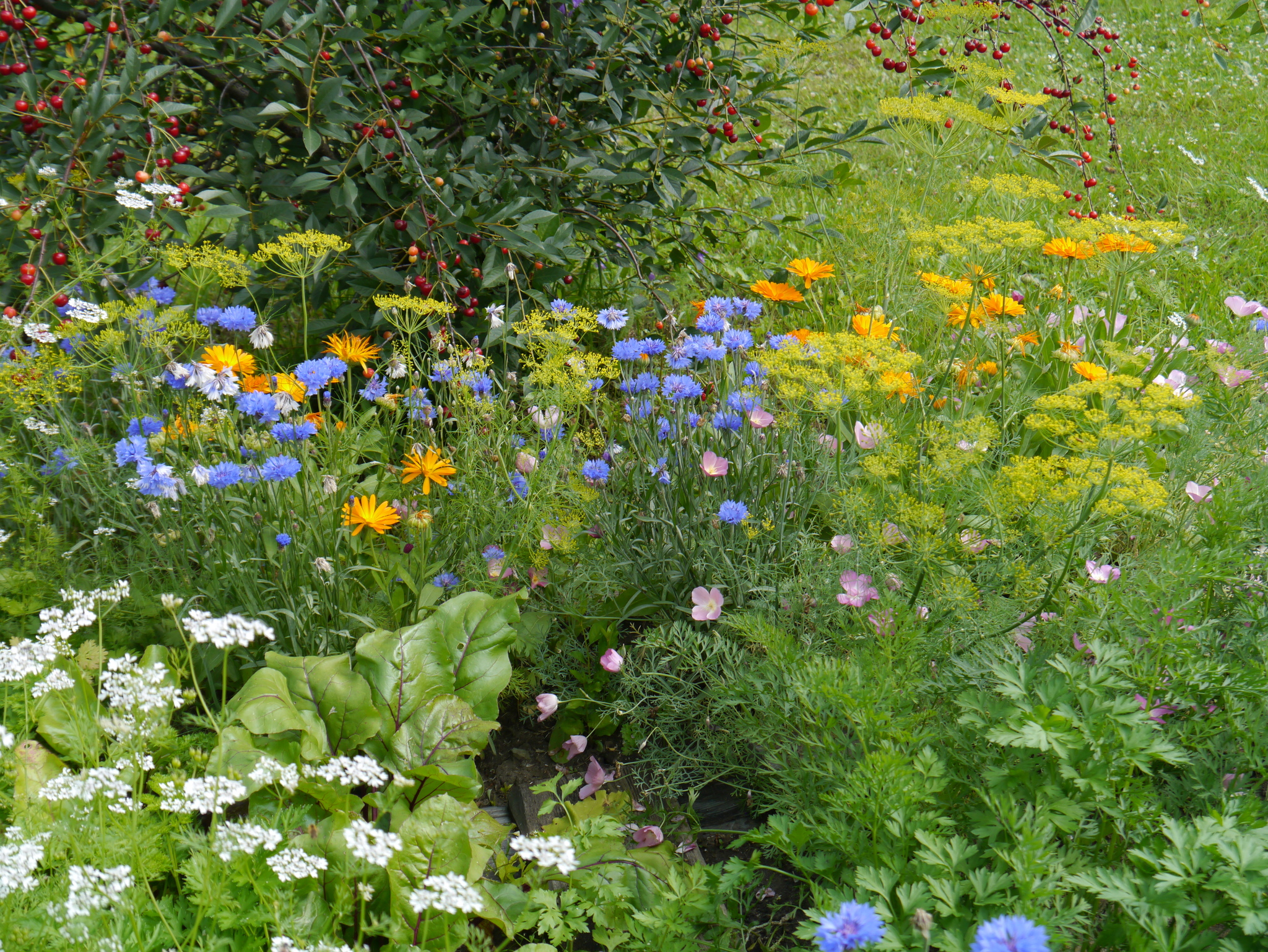 Garden aesthetics, part 2 - My, Ural, Dacha, Garden, Longpost