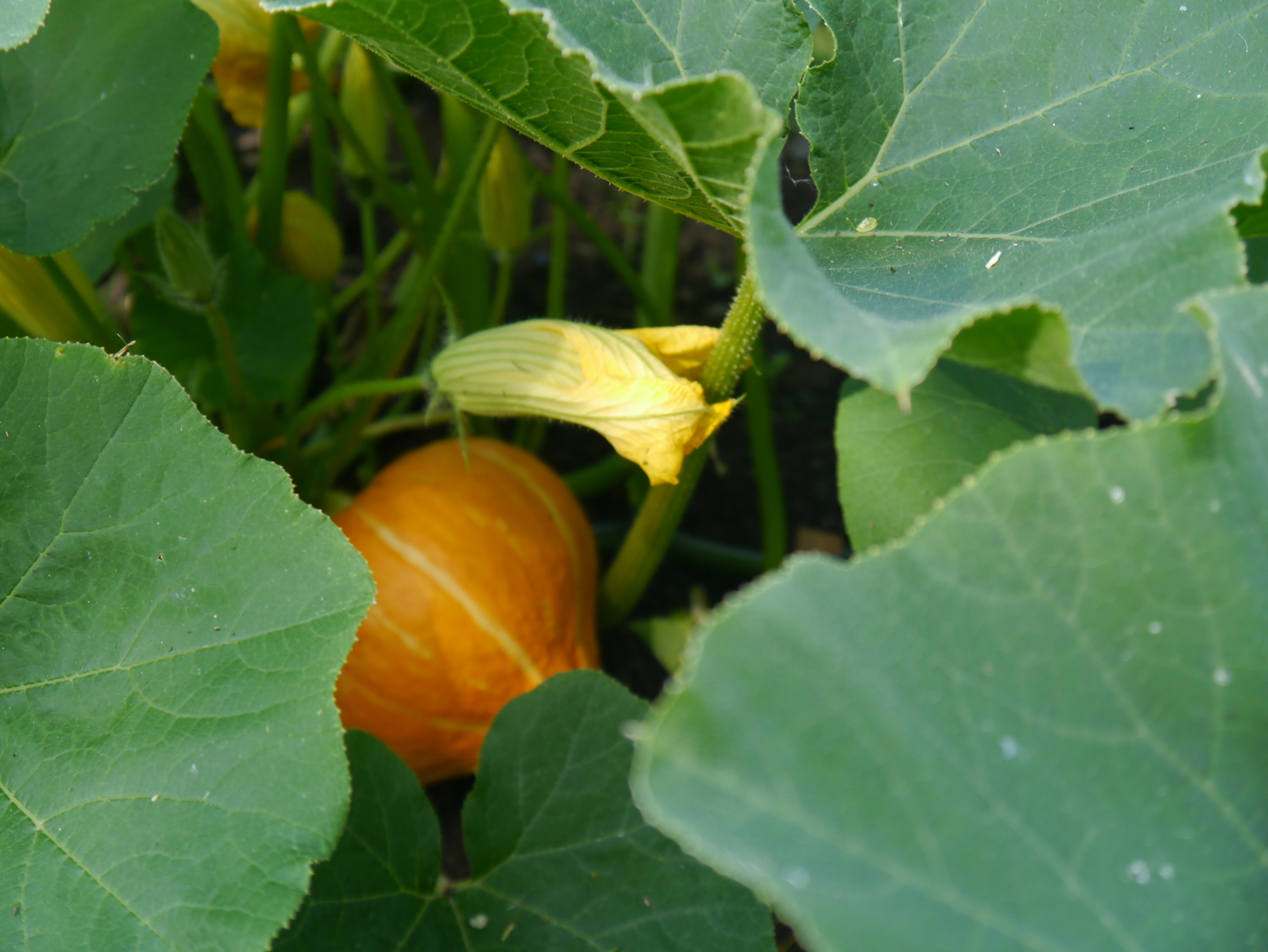 Garden aesthetics, part 2 - My, Ural, Dacha, Garden, Longpost