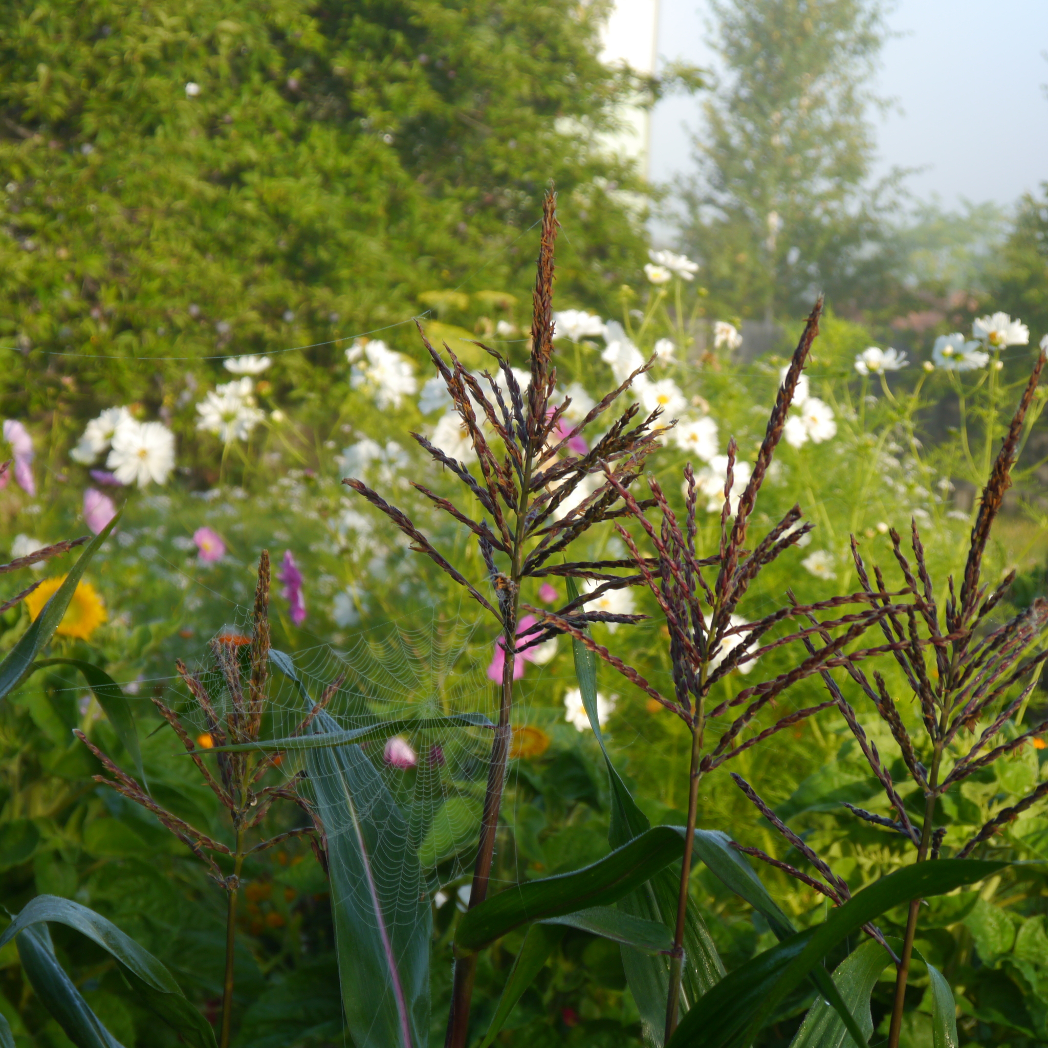 Garden aesthetics, part 2 - My, Ural, Dacha, Garden, Longpost