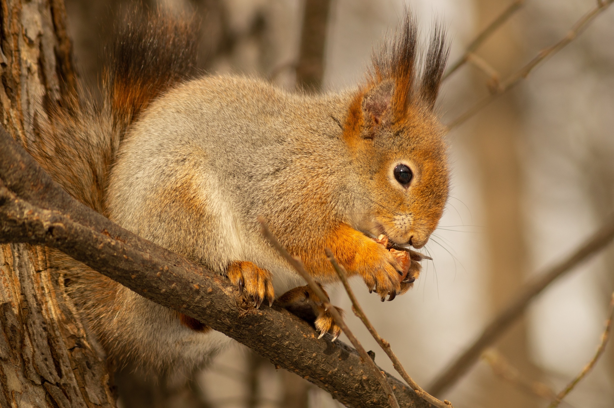 Reply to the post Squirrel - My, Squirrel, The park, Moscow, Medvedkovo, Longpost, The photo, Reply to post