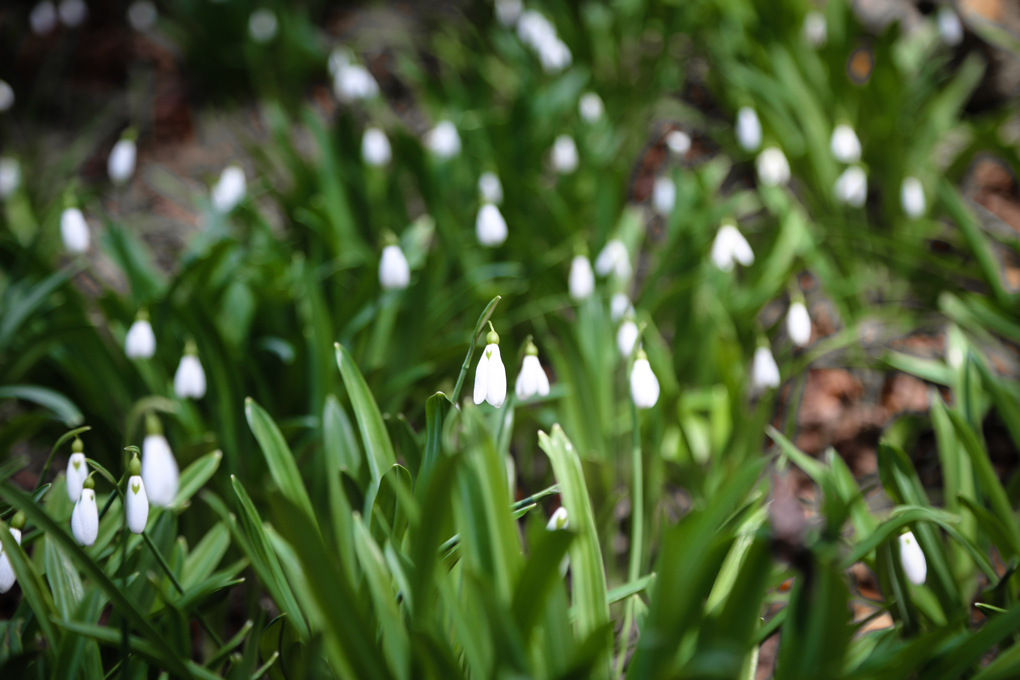 Spring is coming - My, Spring, The photo, Macro photography, Crimea, Canon6d, Longpost