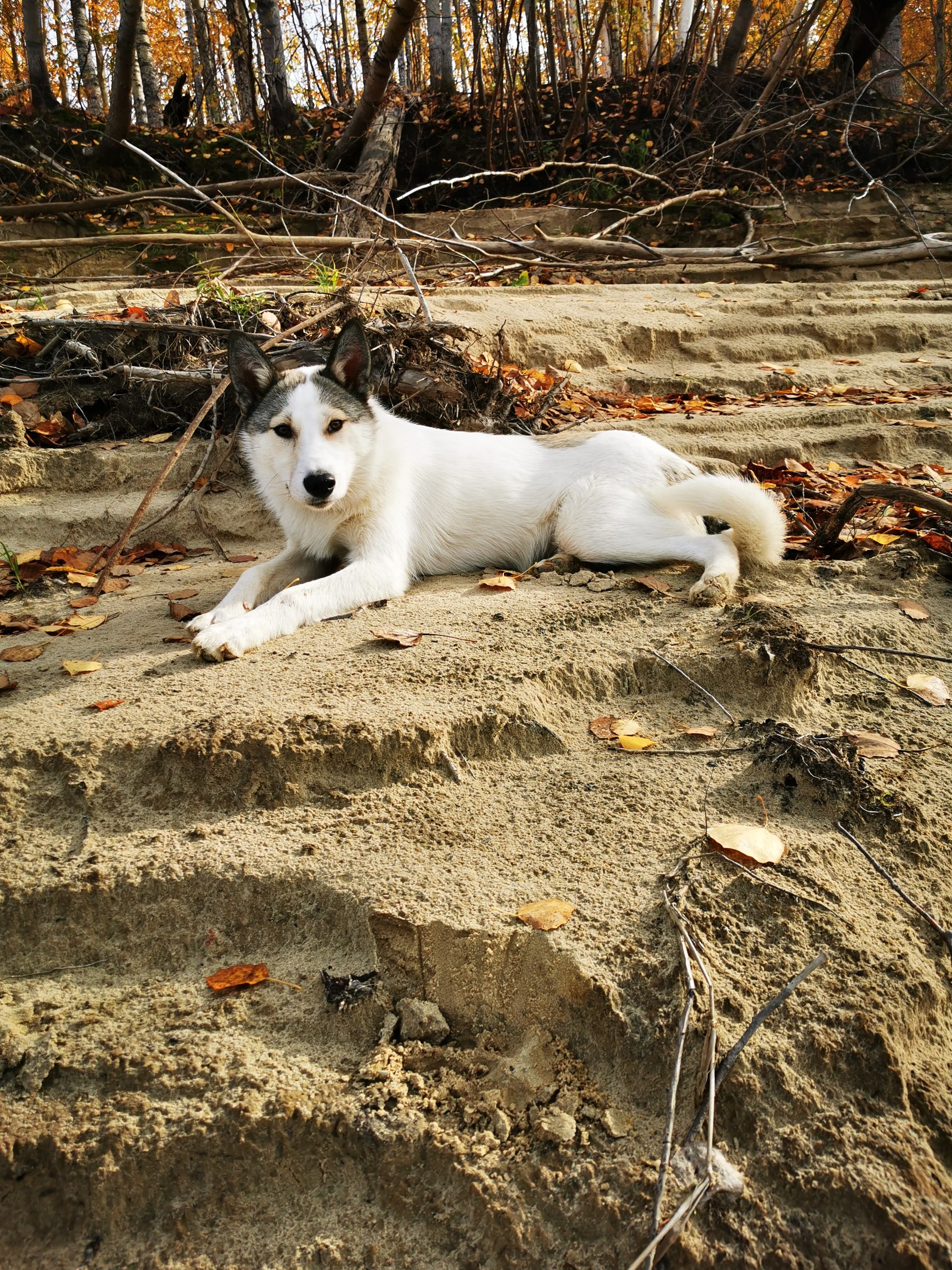 Live in memory Umka - My, West Siberian Laika, Memory, Pets, Dog, Death, Negative