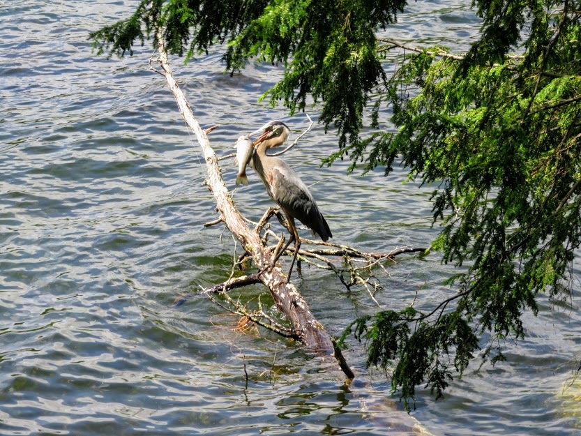 Look what fish I caught! - My, Fishing, Nature, The photo, Canada