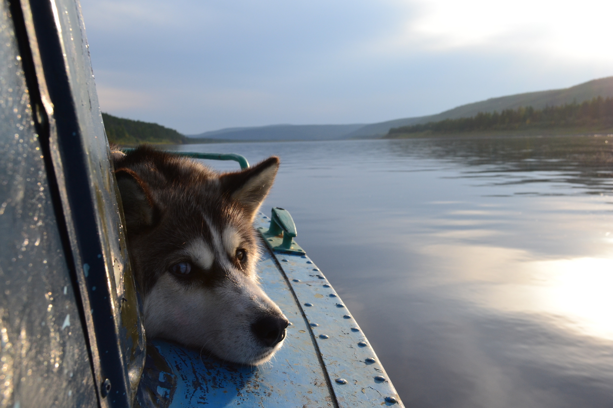 R. Lower Tunguska. August - My, Evenkia, Travels, Longpost, The photo, Dog