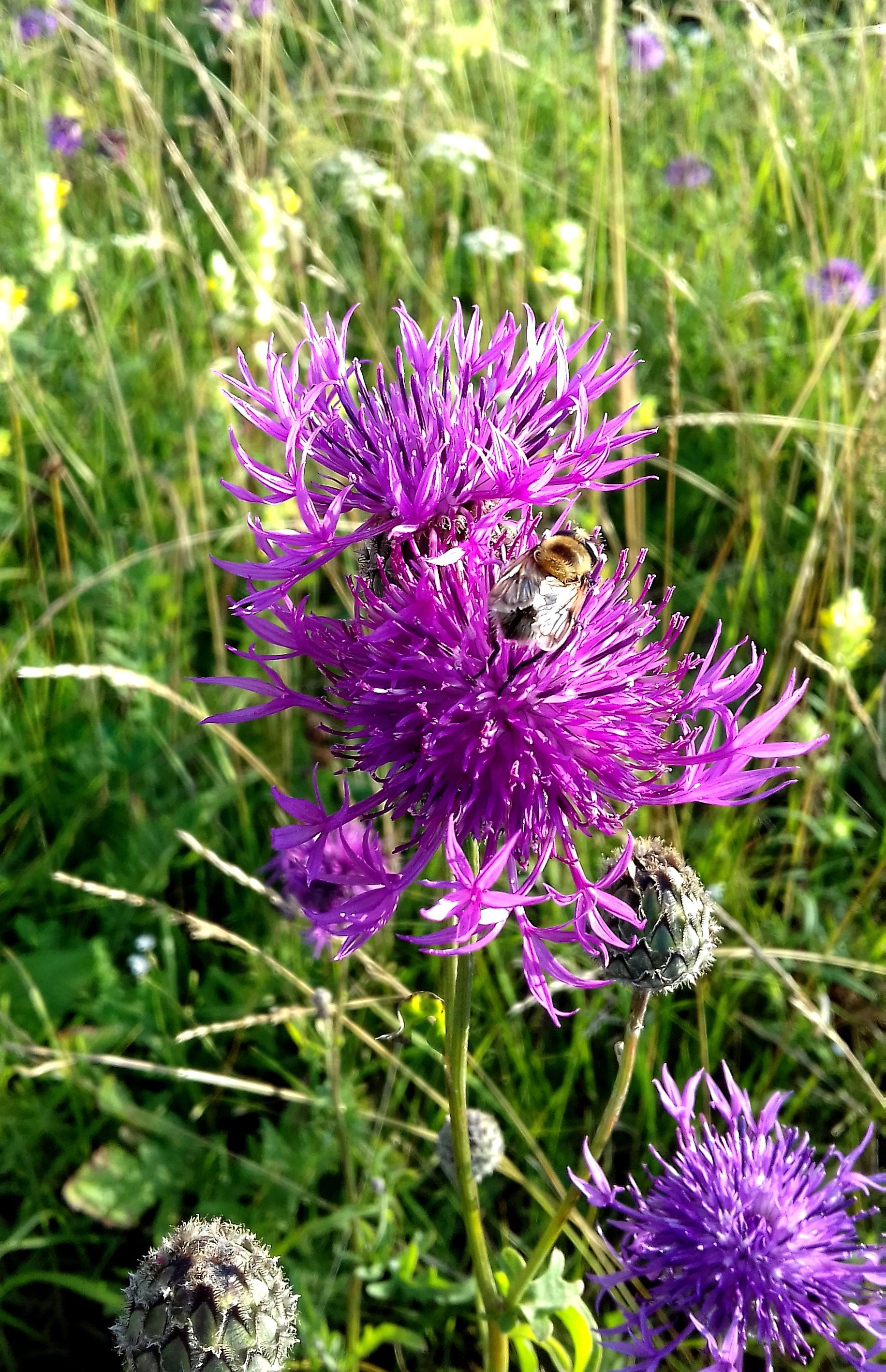 A little summer in your feed - My, The photo, Summer, Nature, beauty, Friday tag is mine, Longpost, Positive