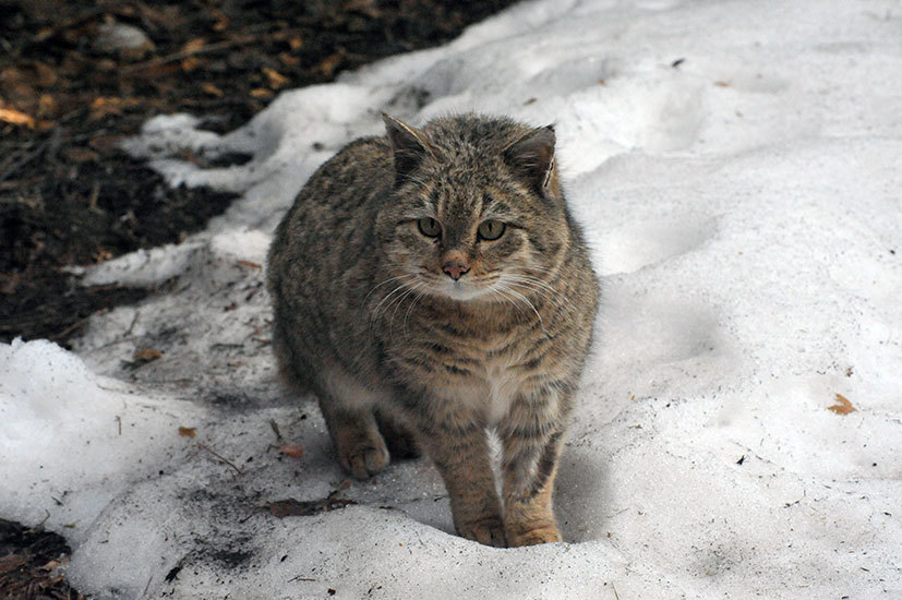 Steppe cats of the Moscow Zoo - Wild animals, Moscow Zoo, Zoo, Longpost, Steppe Cat, Small cats, Cat family, Predatory animals