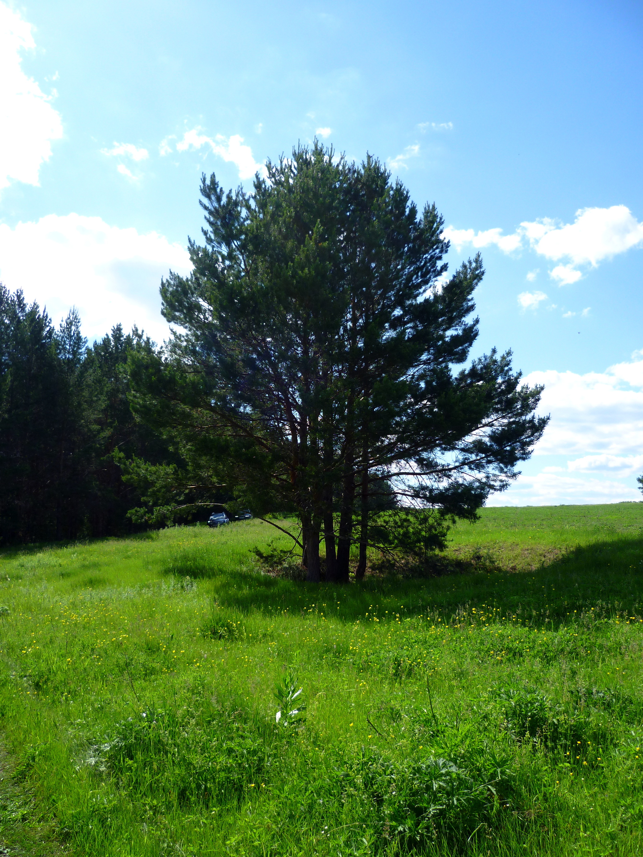 A little summer in your feed - My, The photo, Summer, Nature, beauty, Friday tag is mine, Longpost, Positive